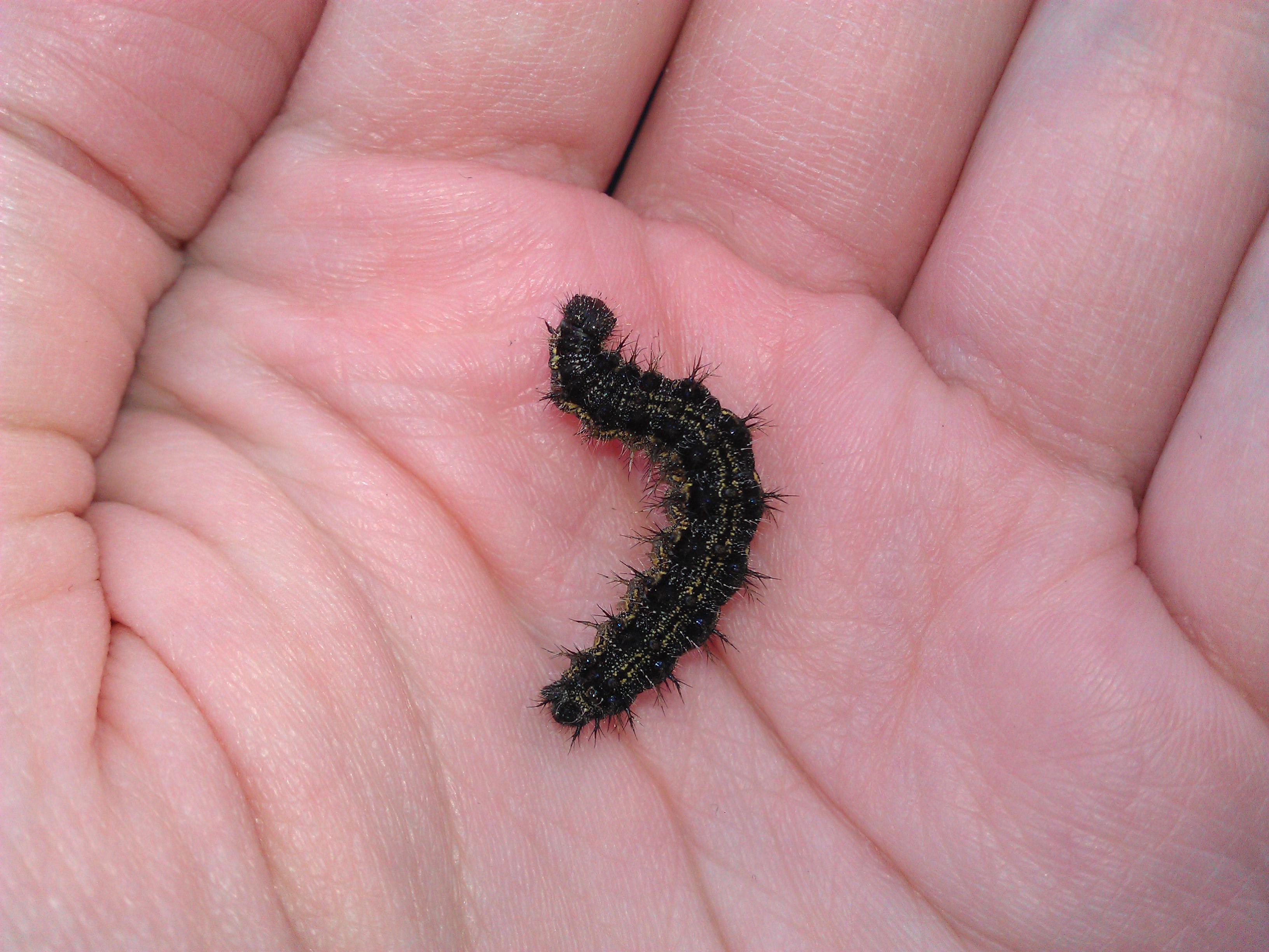 Black spiny caterpillar | Fivreld!