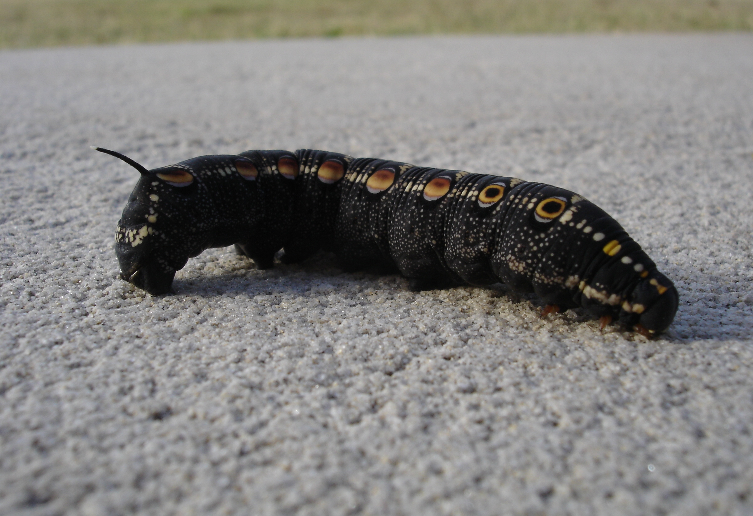 File:Black caterpillar.jpg - Wikimedia Commons
