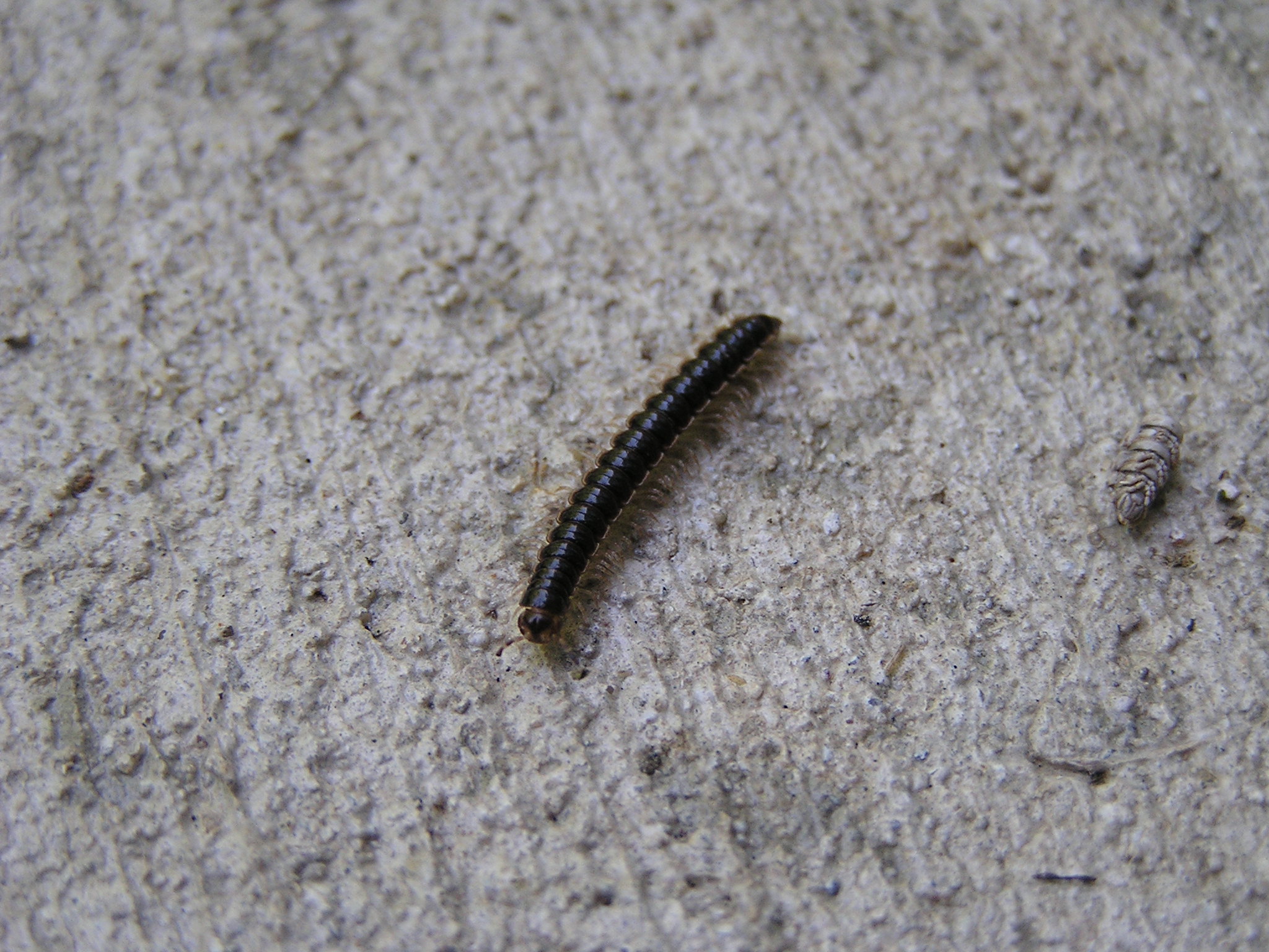 Last summer our house was overrun by the caterpillar(?) shown in the ...