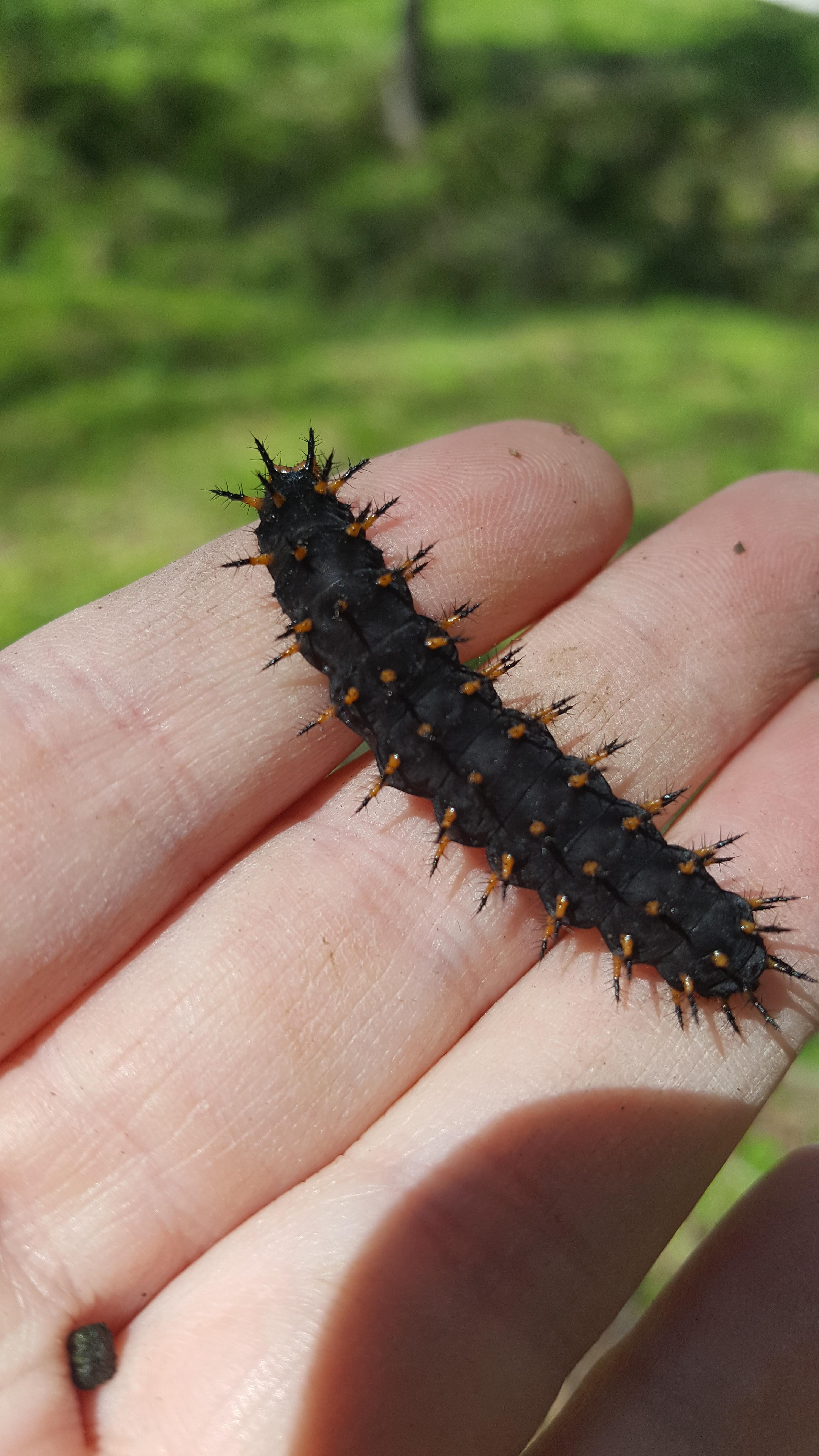 Black caterpillar with weird orange and black spikes. South Carolina ...