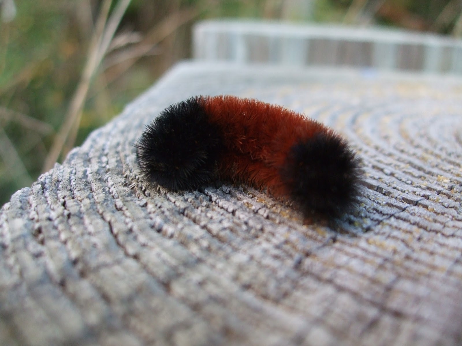 Hearth and Hedge: Animal Lore: Wooly Bear Caterpillars