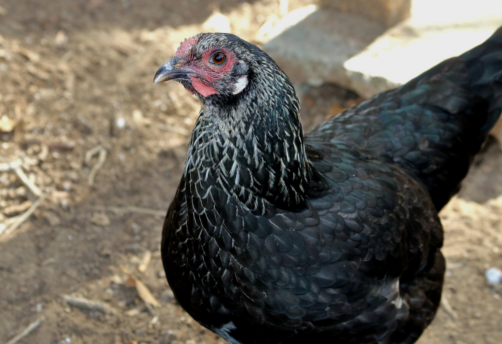 Black Chicken Close-up Free Stock Photo - Public Domain Pictures