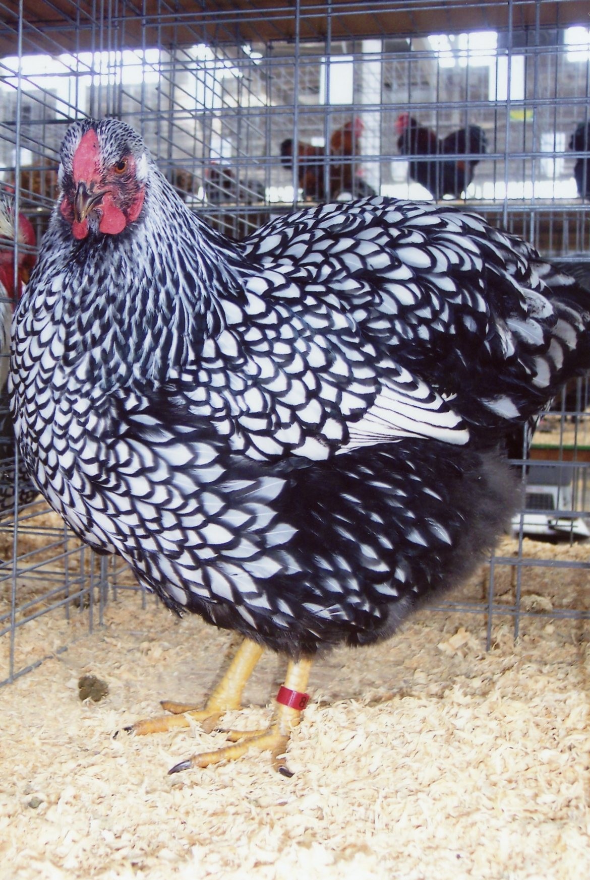 Black Laced Silver Wyandotte Chicken for Sale | Cackle Hatchery