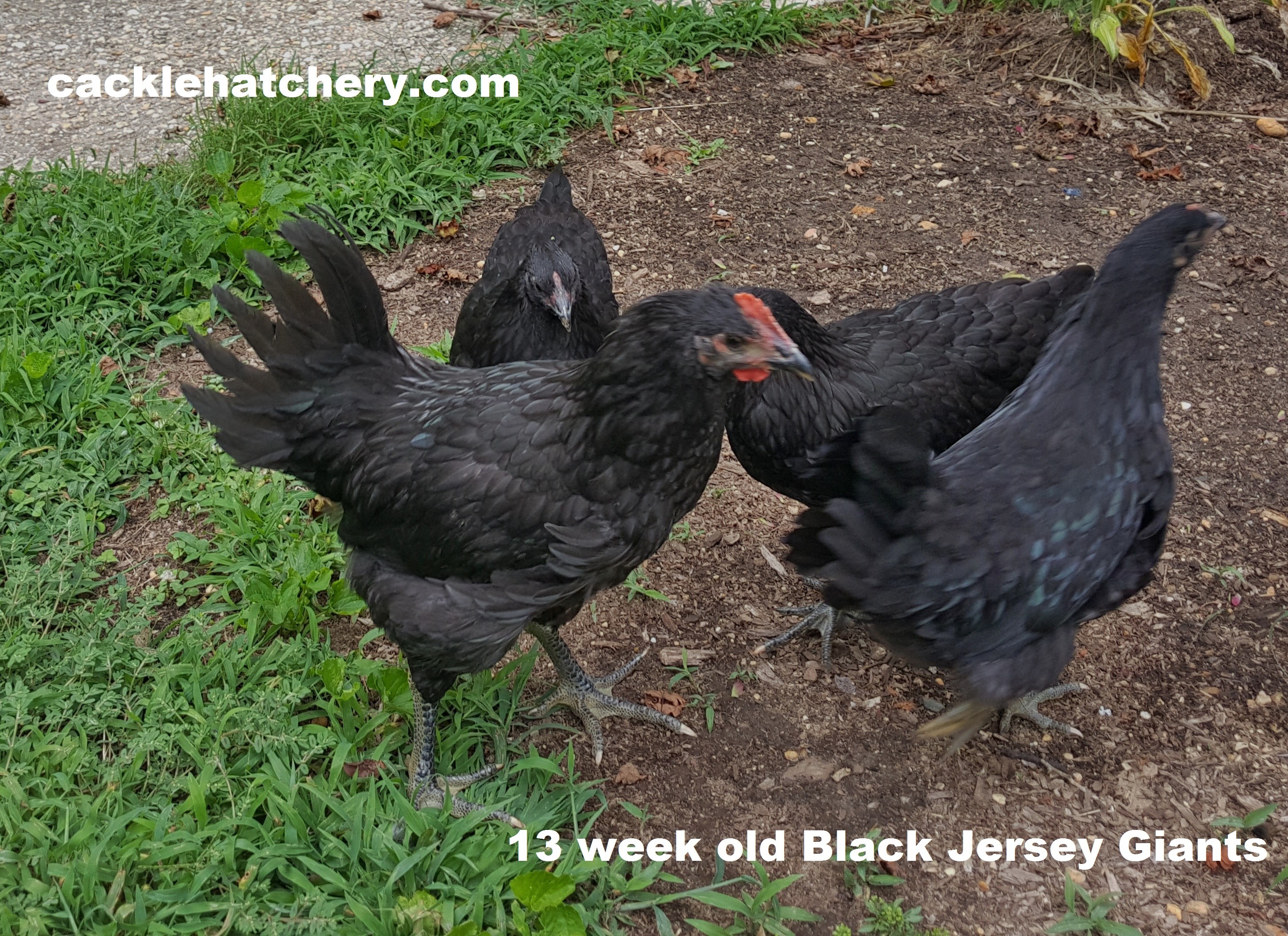 Black Jersey Giant Chickens - Baby Chicks for Sale | Cackle Hatchery