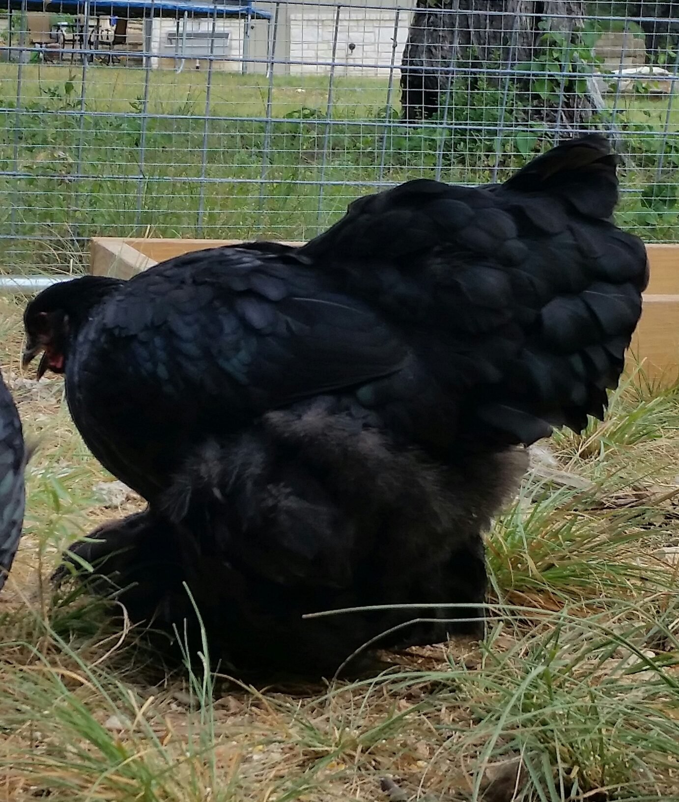Two black chickens - one fluffy, one with iridescent blue in ...