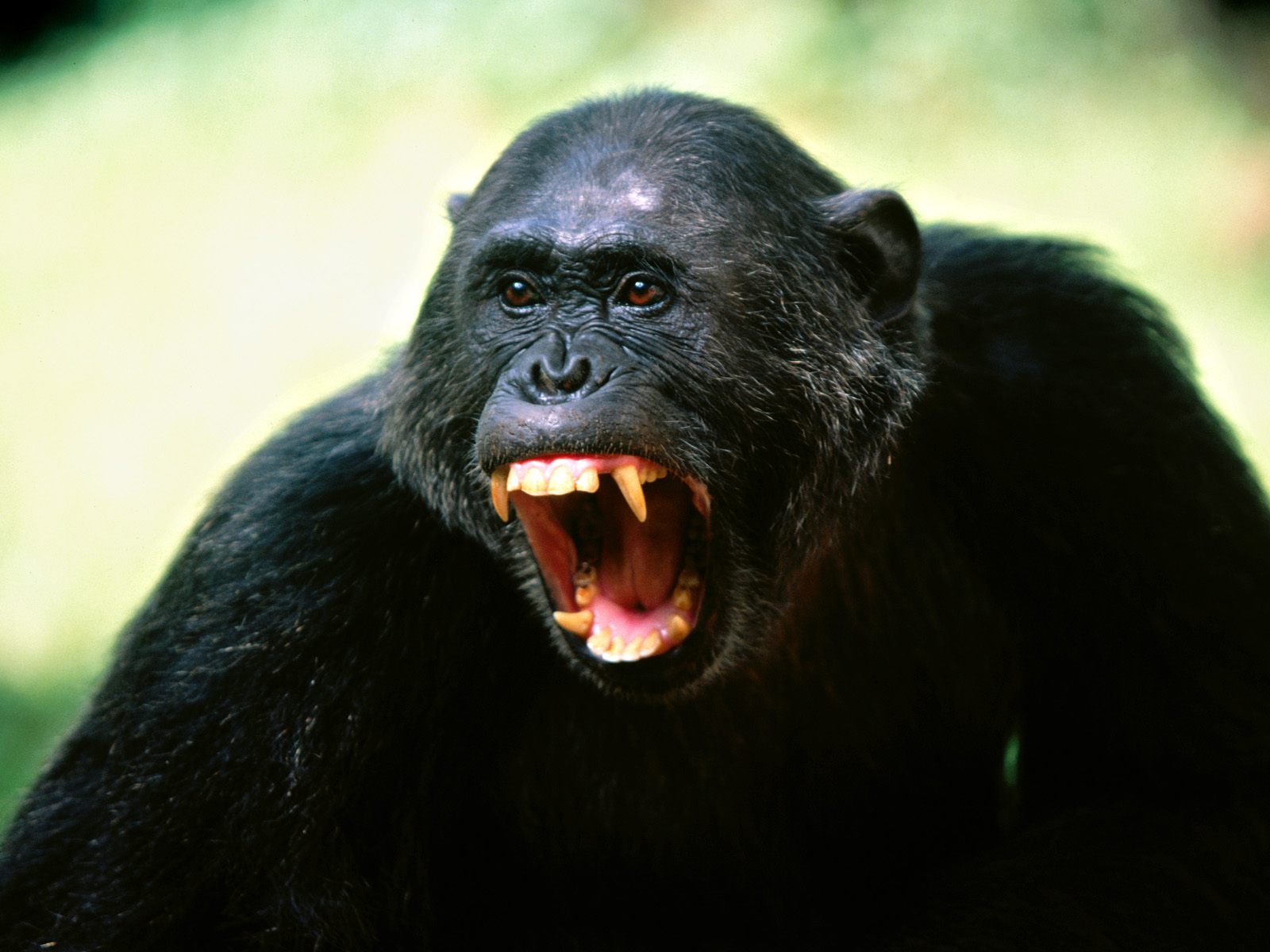 Chimpanzee | Wildlife Info and Photos-Images | The Wildlife | WILD ...