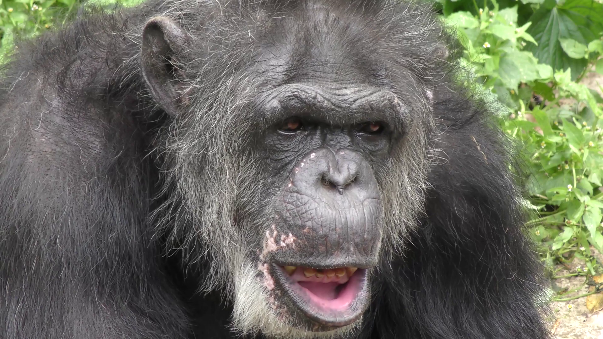 black chimpanzee portrait Stock Video Footage - Videoblocks