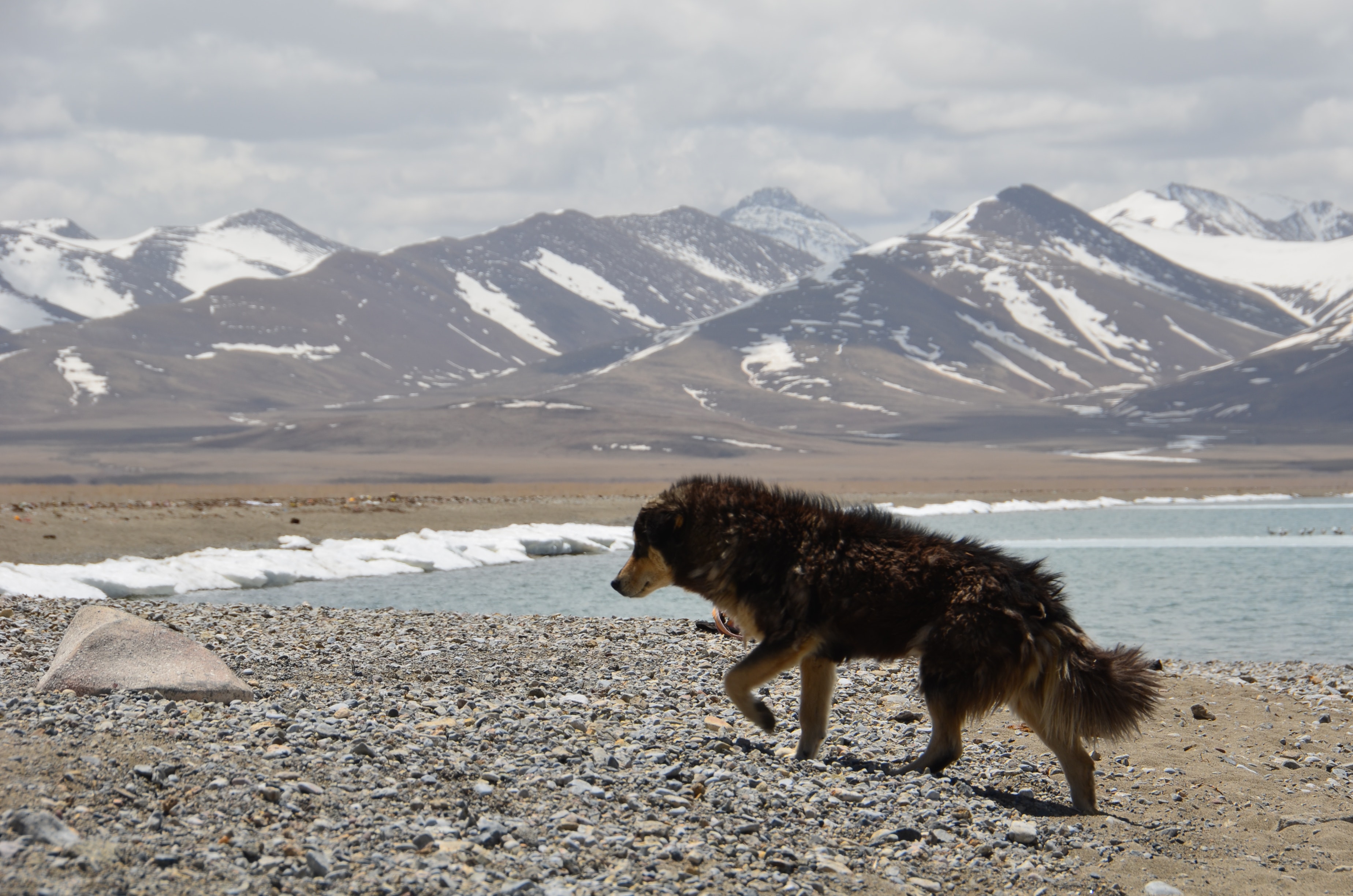 Black coat dog walking in front of mountain during daytime photo