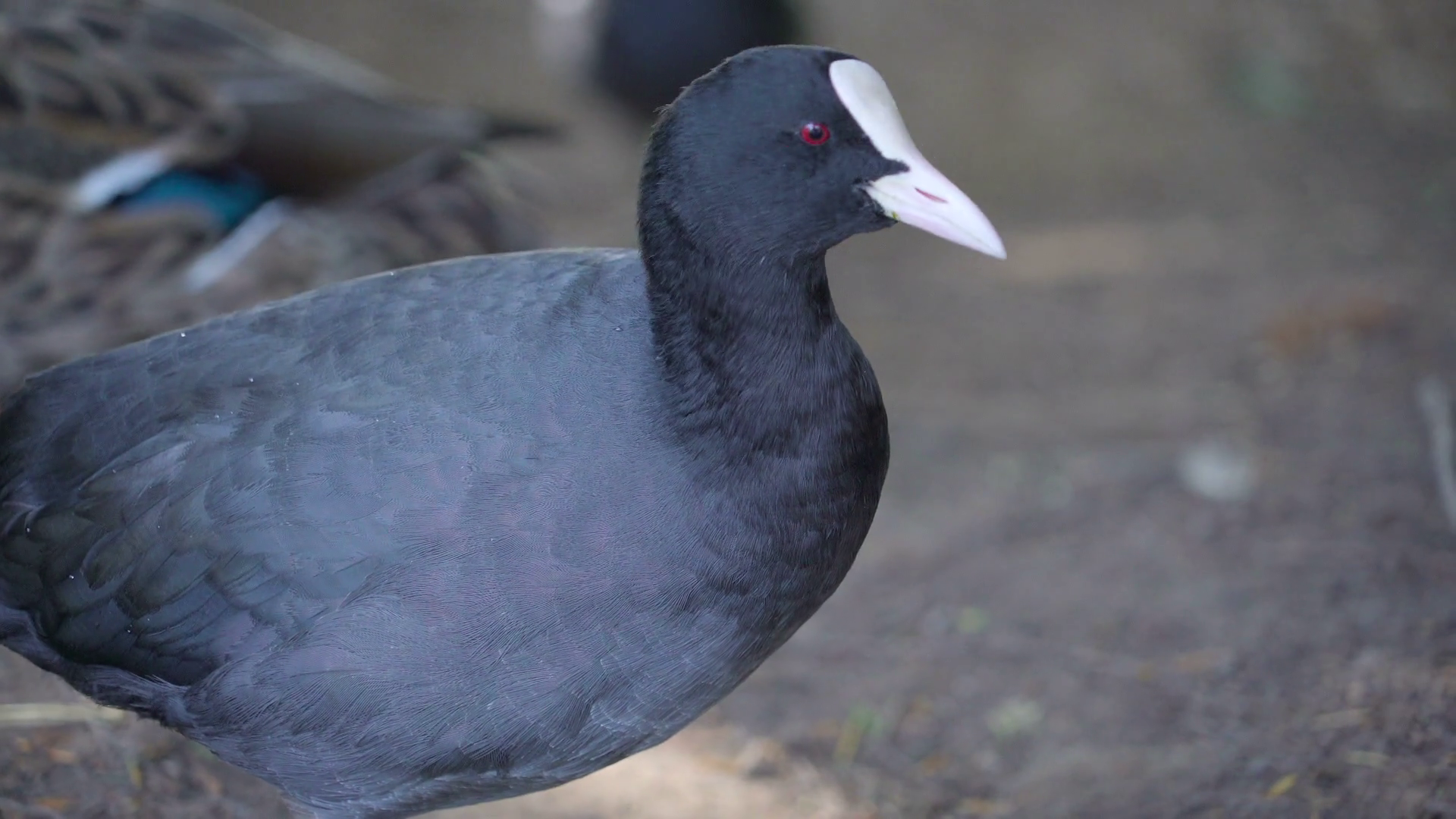 Black head of the coot and the white beak Stock Video Footage ...