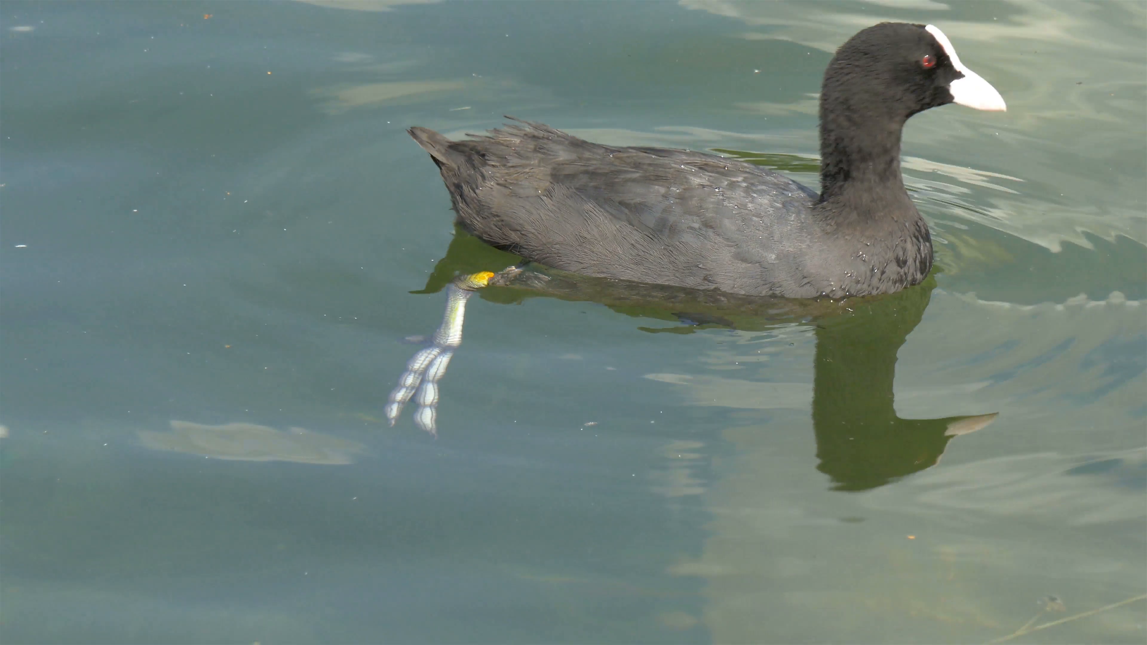 A black coot on the water looking around GH4 4K UHD Stock Video ...