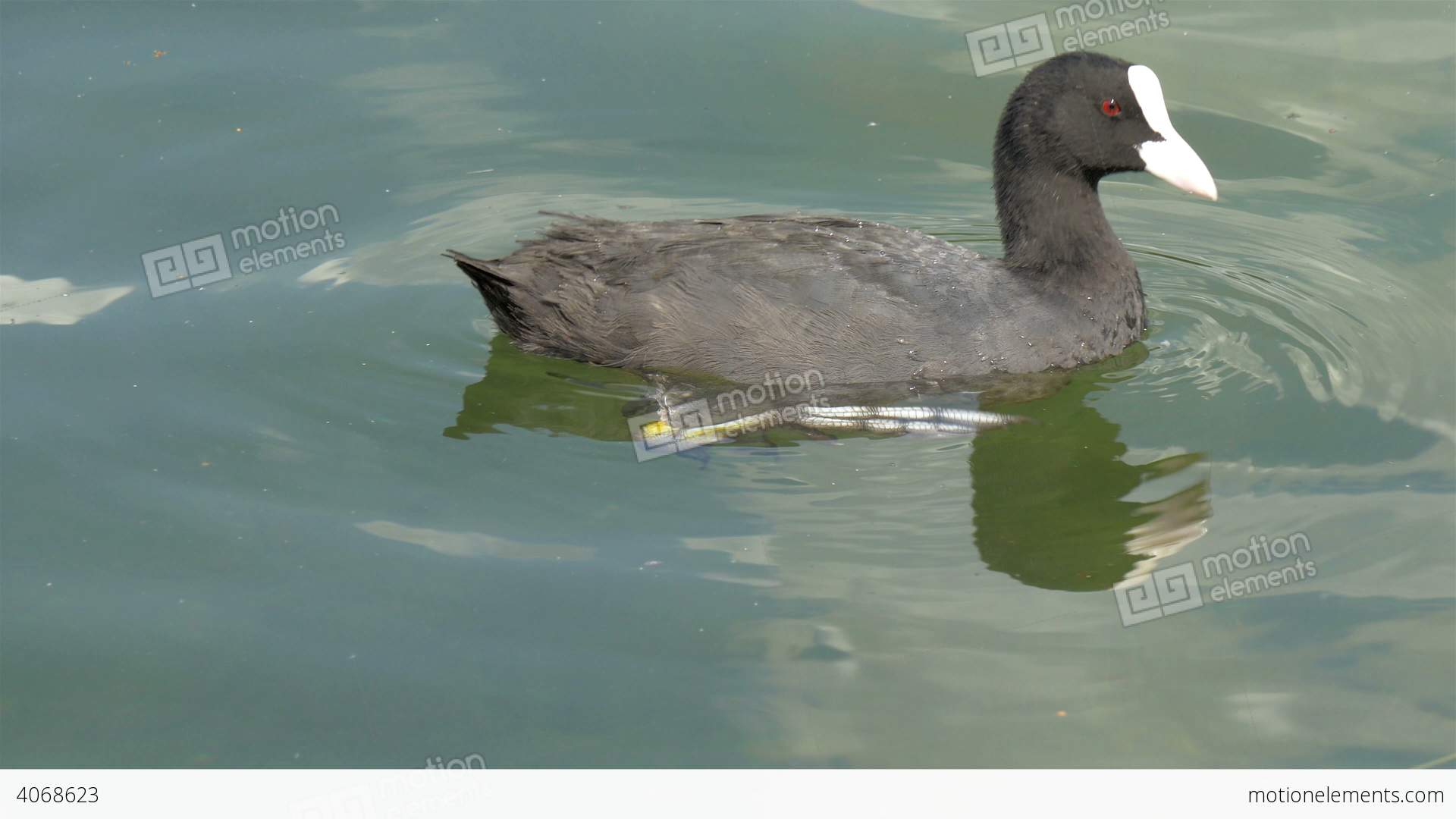 A Black Coot On The Water Looking Around GH4 4K UH Stock video ...