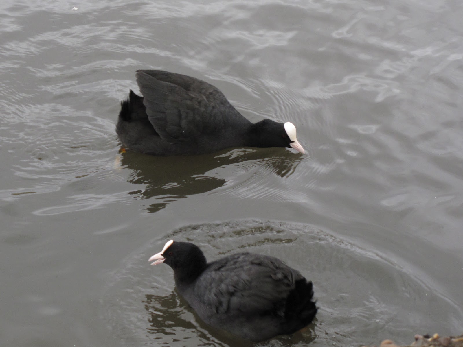 The Rattling Crow: Bold as a coot