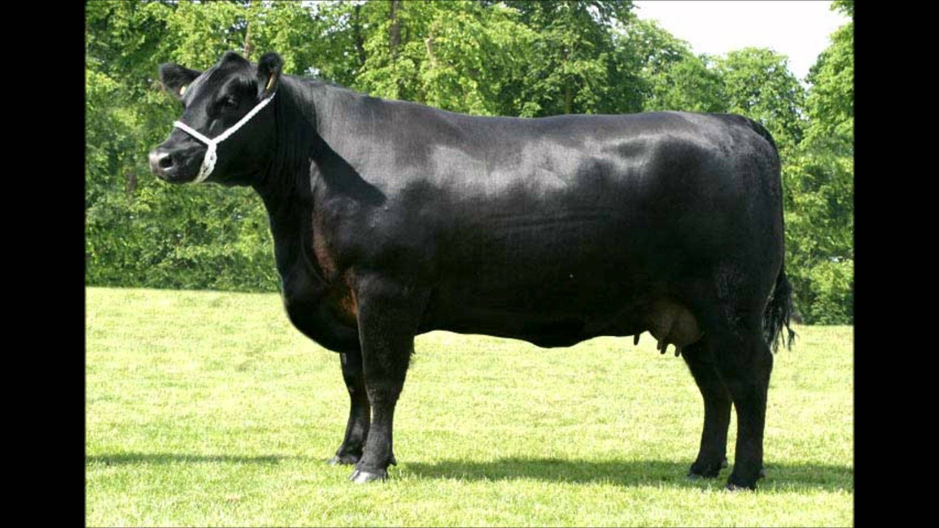Free photo: Black Cow - Animal, Buffalo, Cattle - Free Download - Jooinn