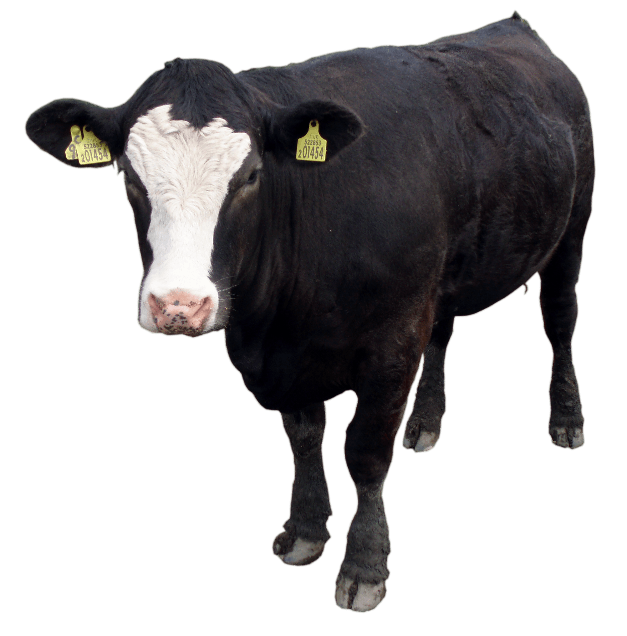 Black Cow Standing PNG Image - PurePNG | Free transparent CC0 PNG ...