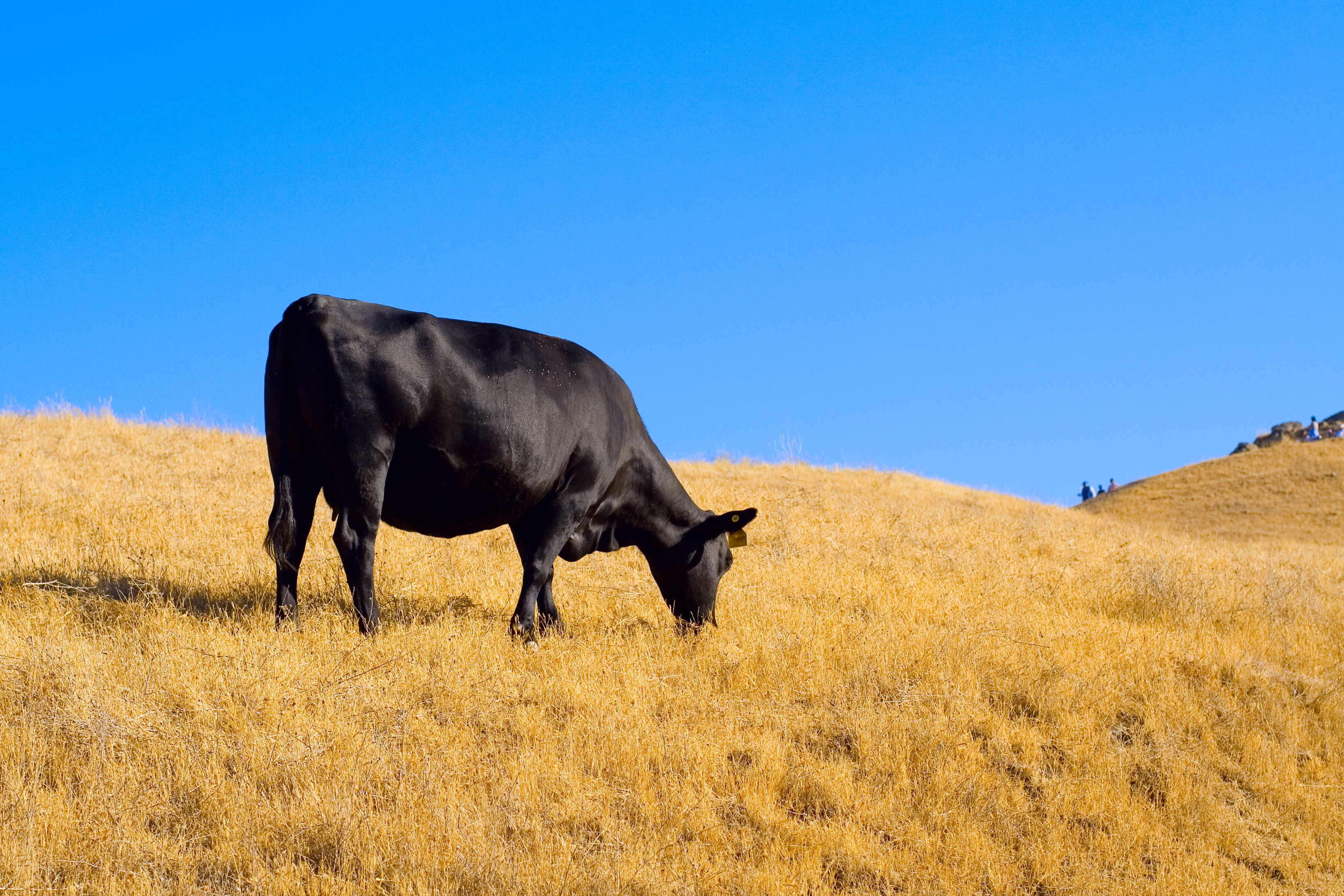 File:Black cow @ Fremont, Ca.jpg - Wikimedia Commons