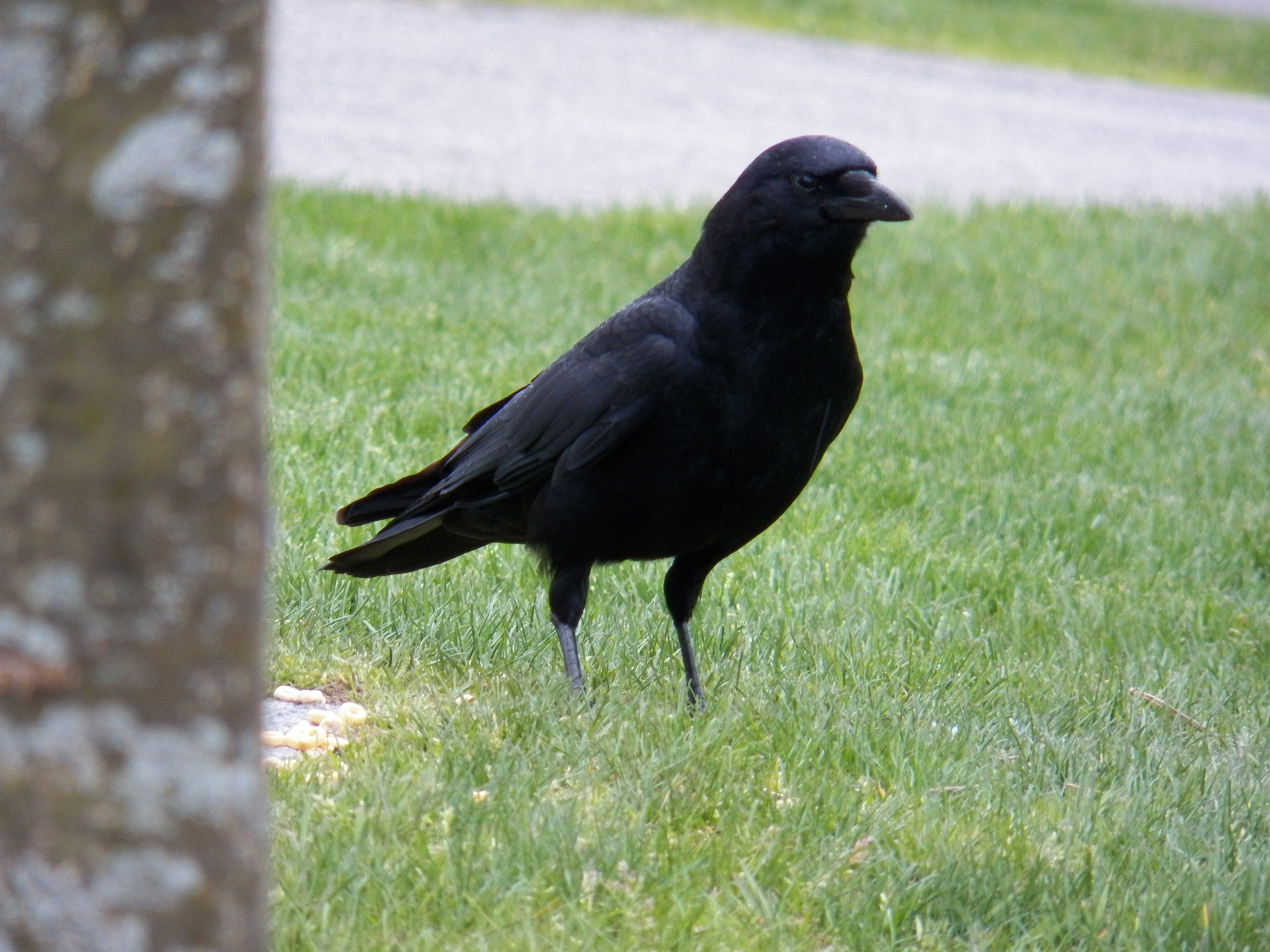 One Black Crow Free Stock Photo - Public Domain Pictures