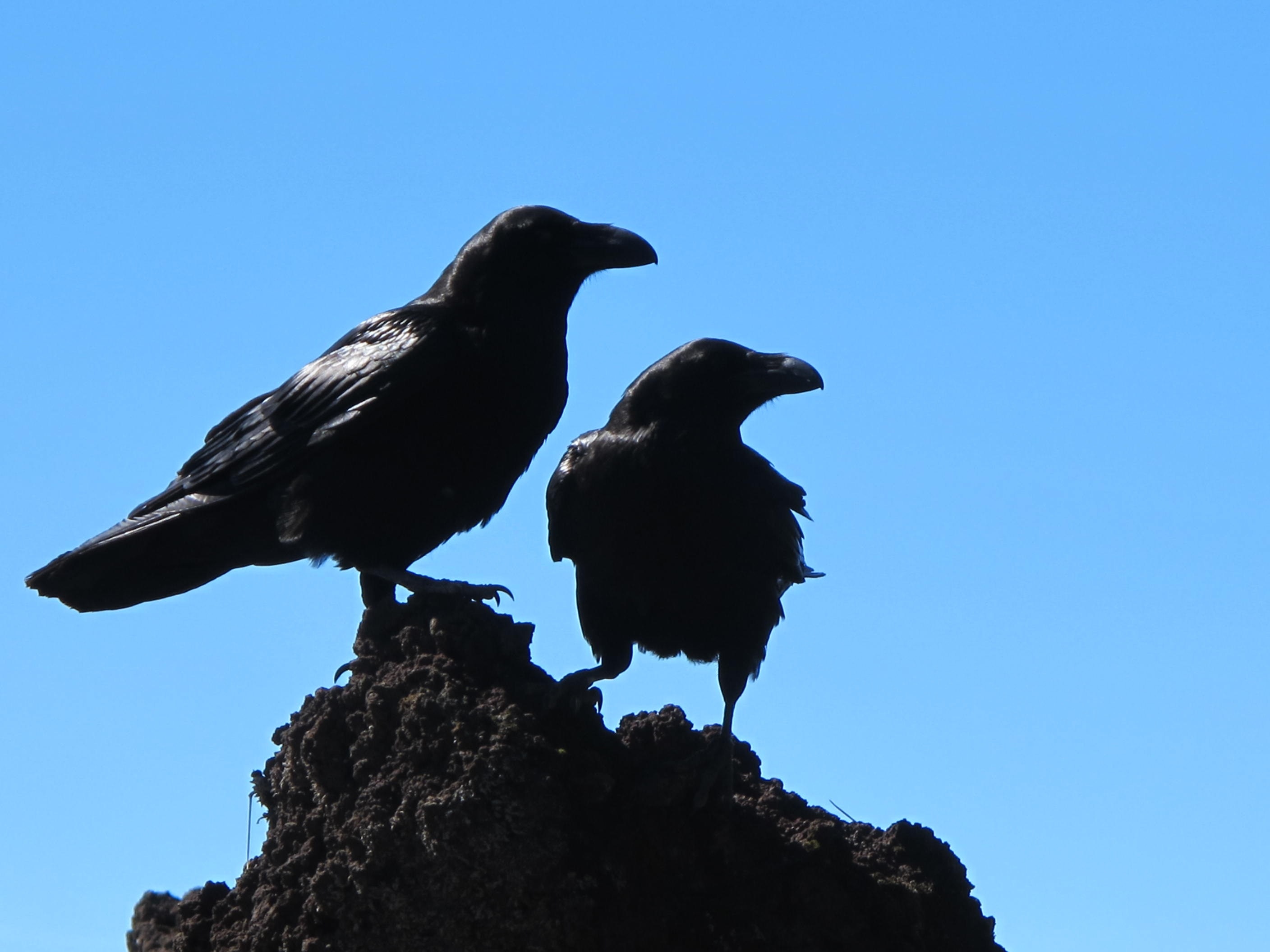 Free stock photo of birds, black, crows