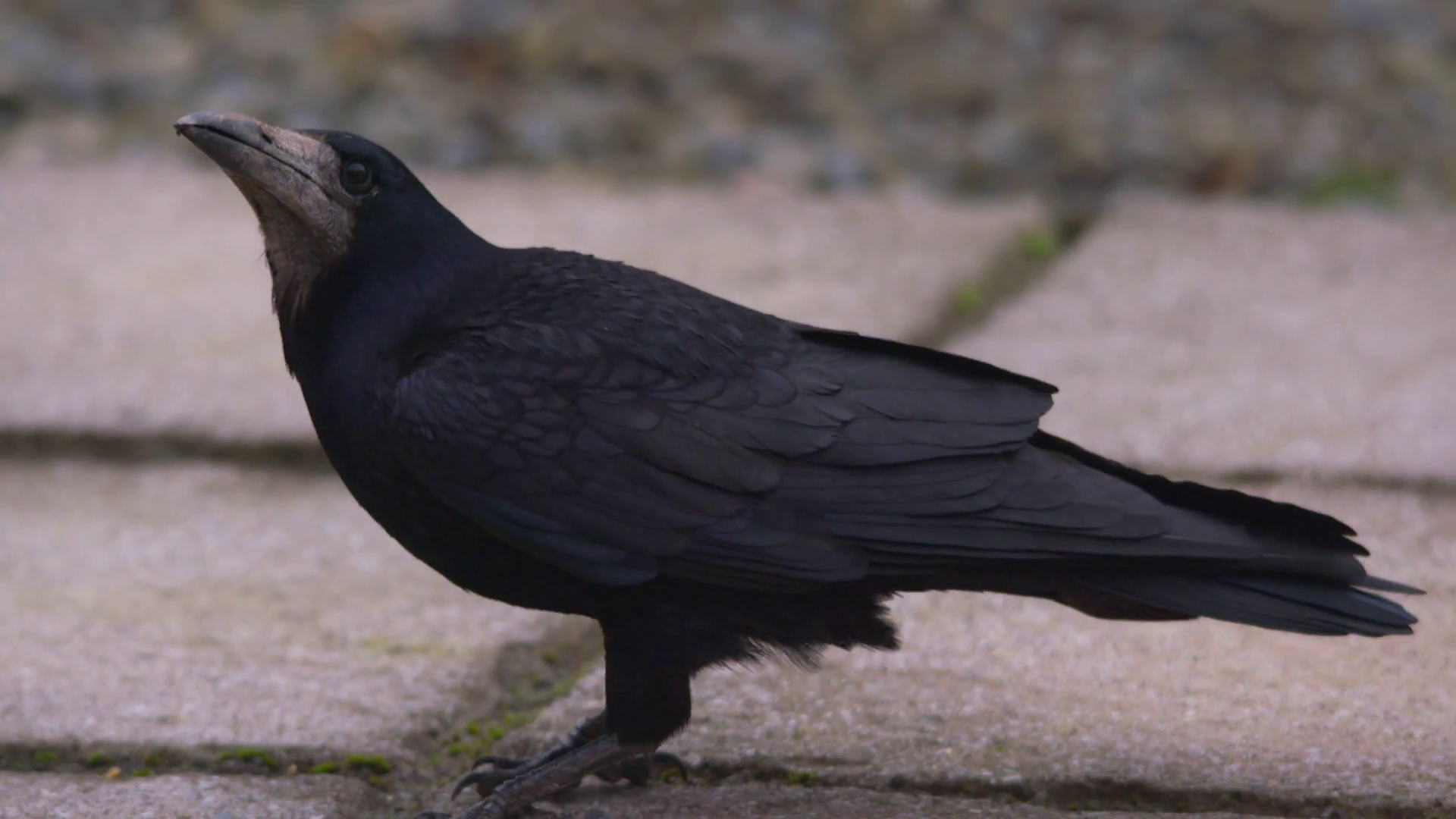 Black Crow With Grey Beak On Paving Stones Slow Motion Stock Video ...