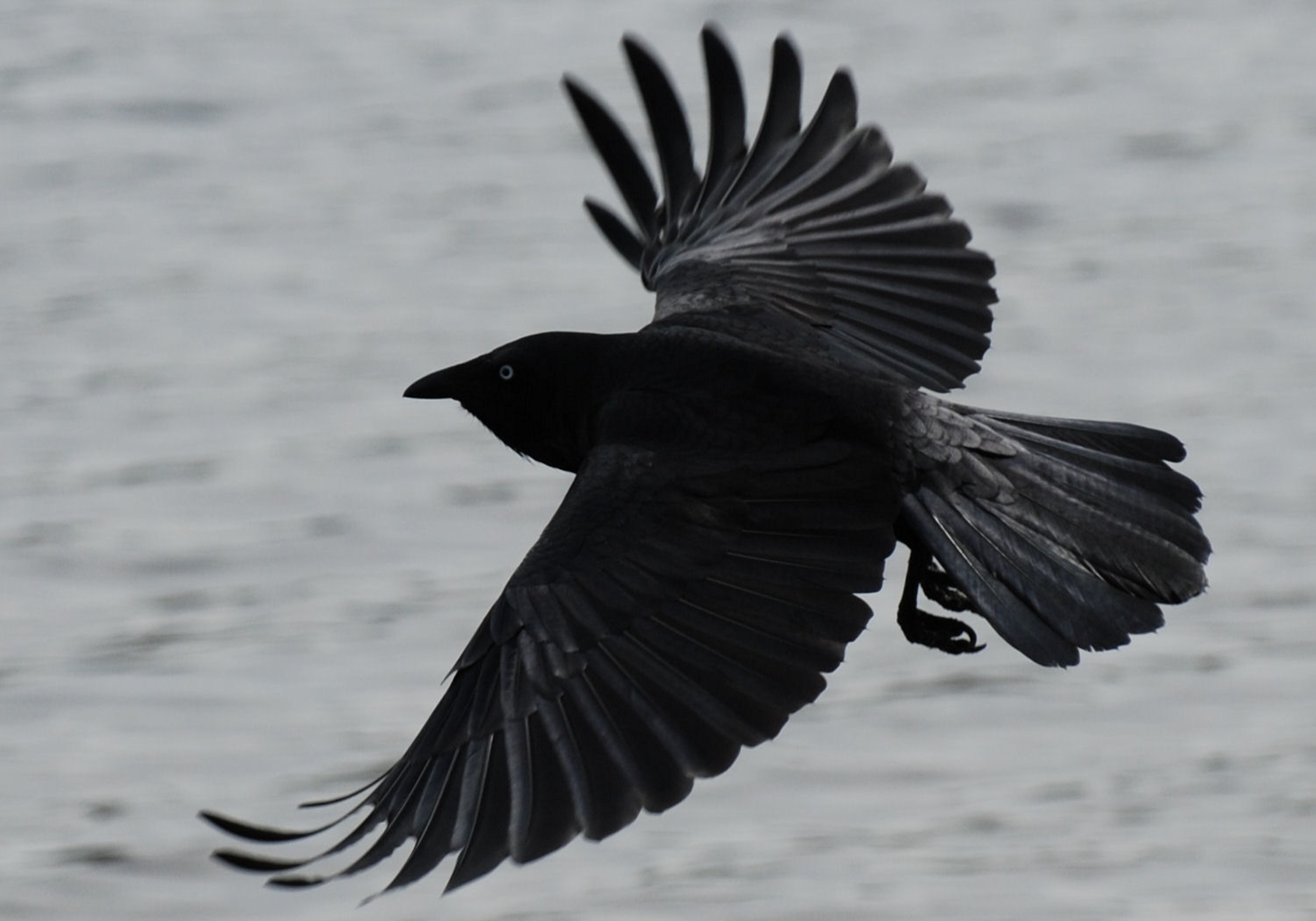 Black Crow | Super Pix