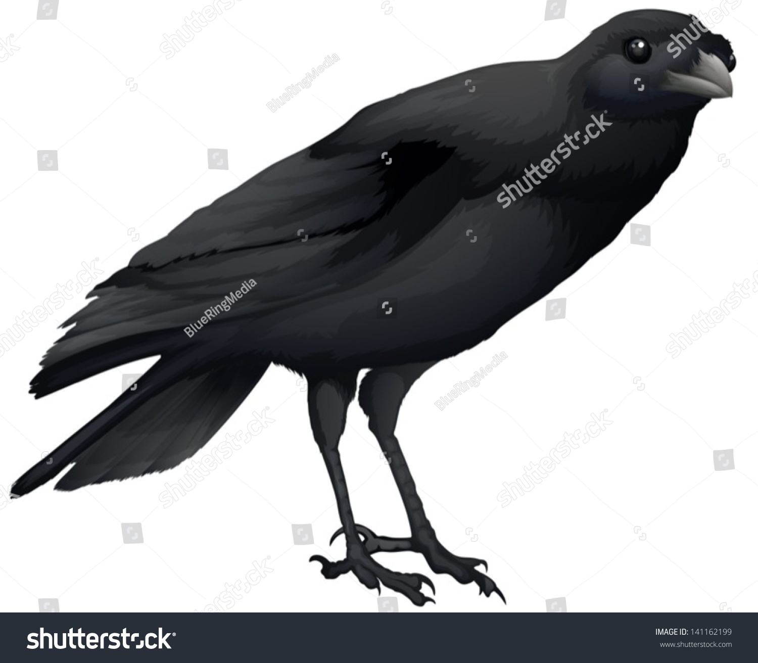 Illustration Showing Black Crow Stock Vector 141162199 - Shutterstock