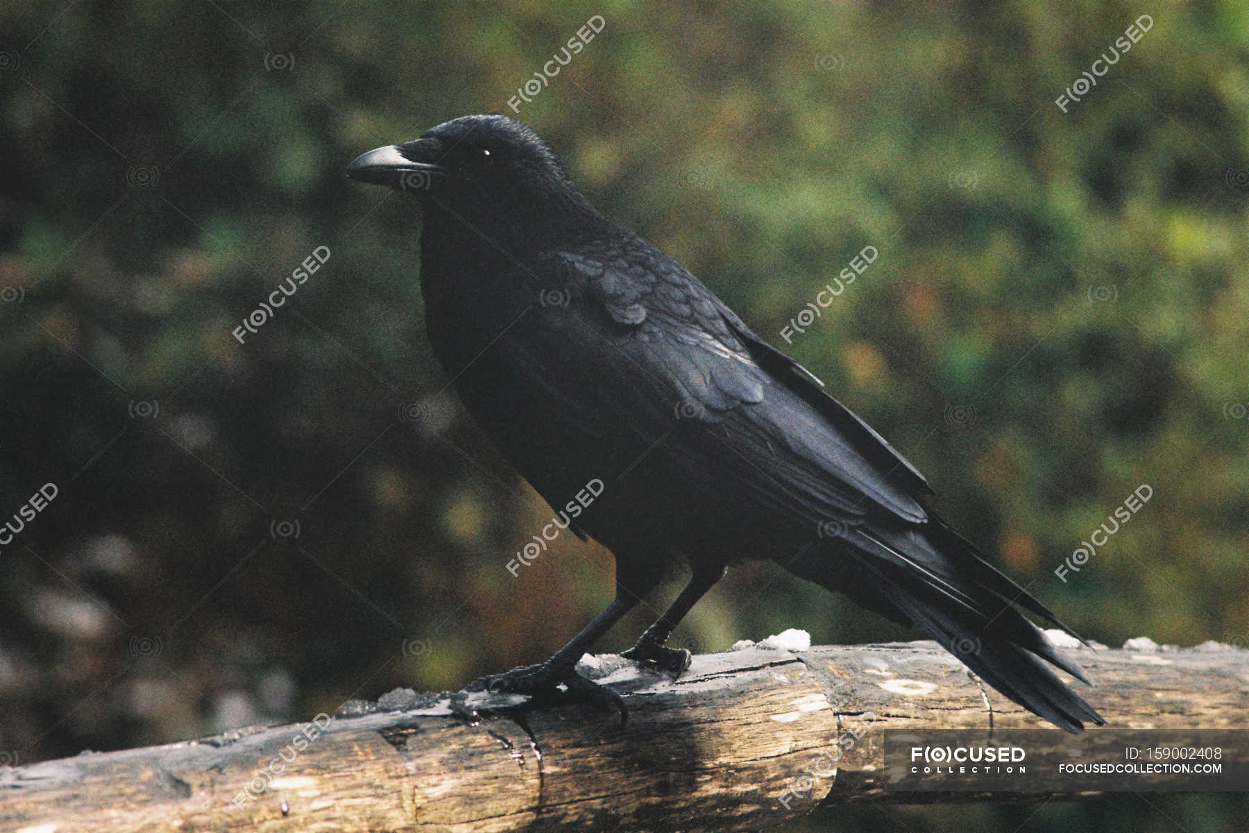 Black crow sitting on branch — Stock Photo | #159002408