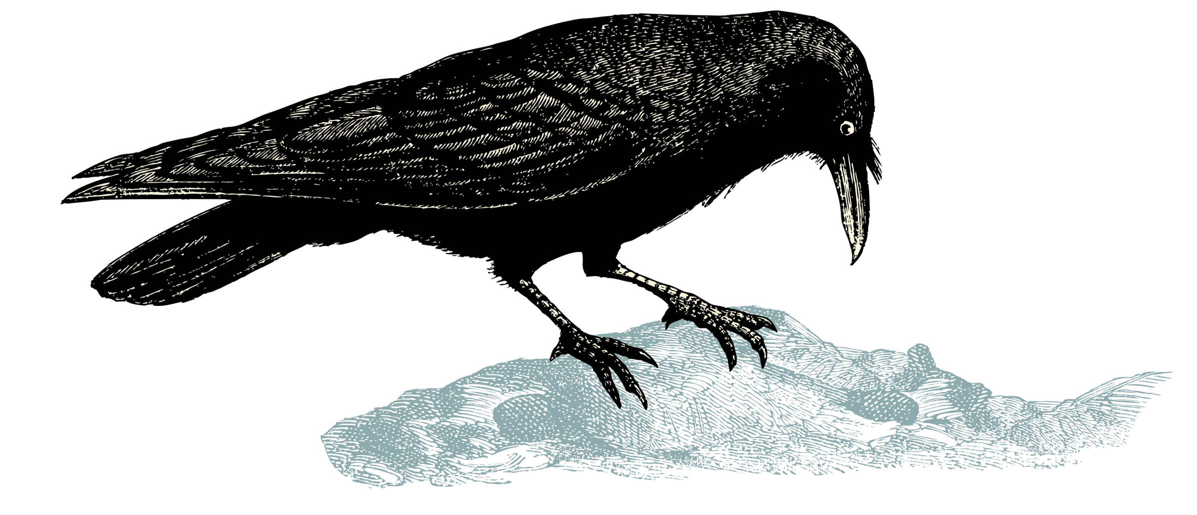 black-crow - Bussolati