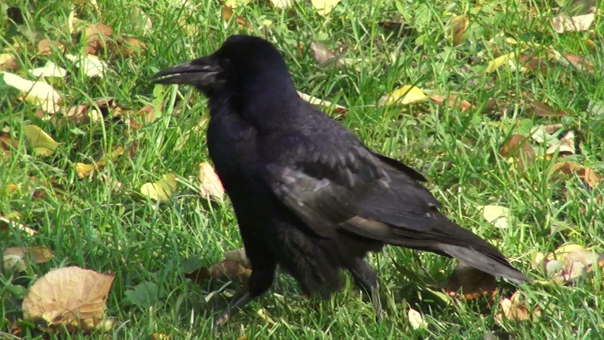 Funny crow walking on field, black bird looking at camera, close up ...