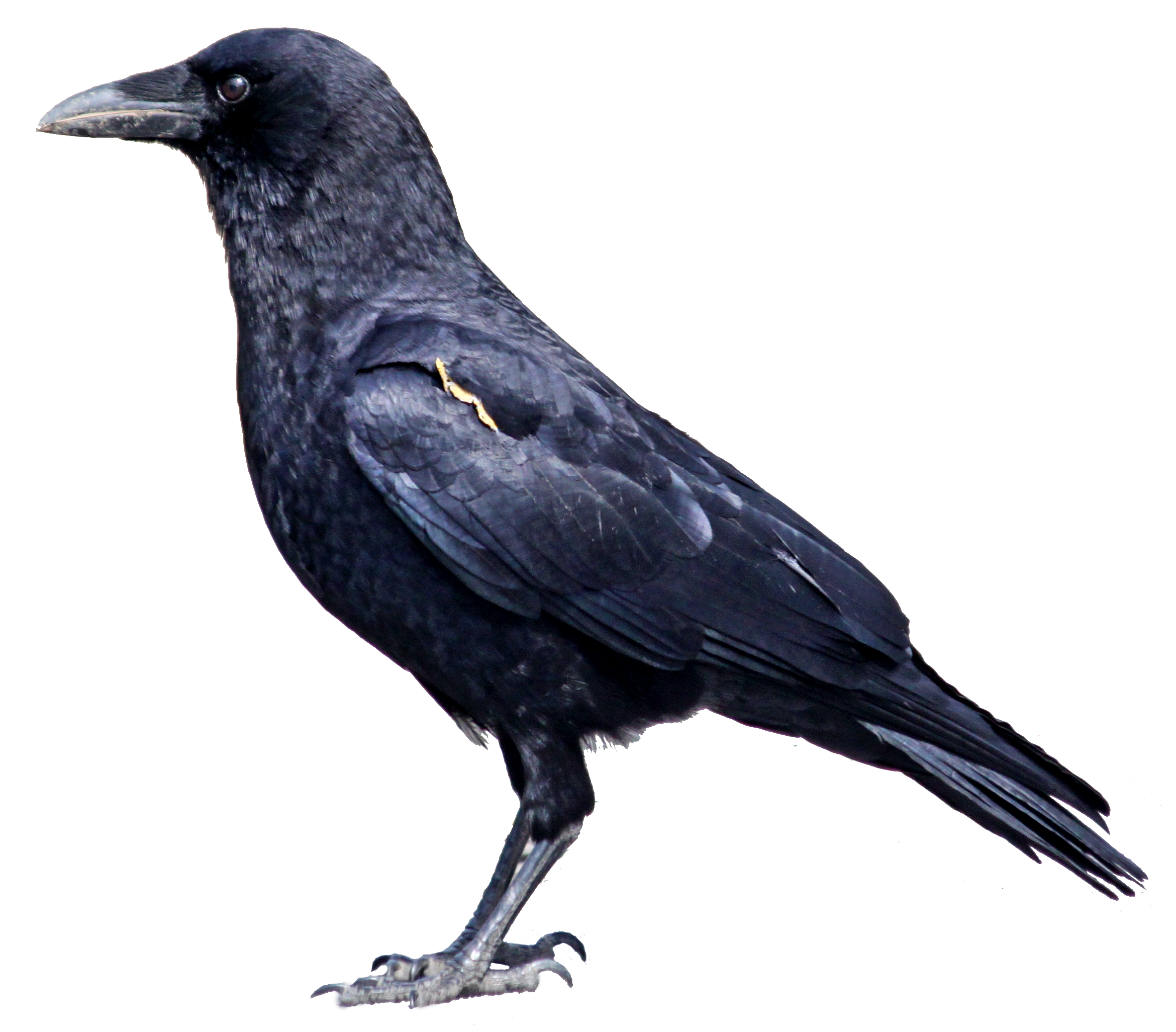Black Crow Standing PNG Image - PurePNG | Free transparent CC0 PNG ...