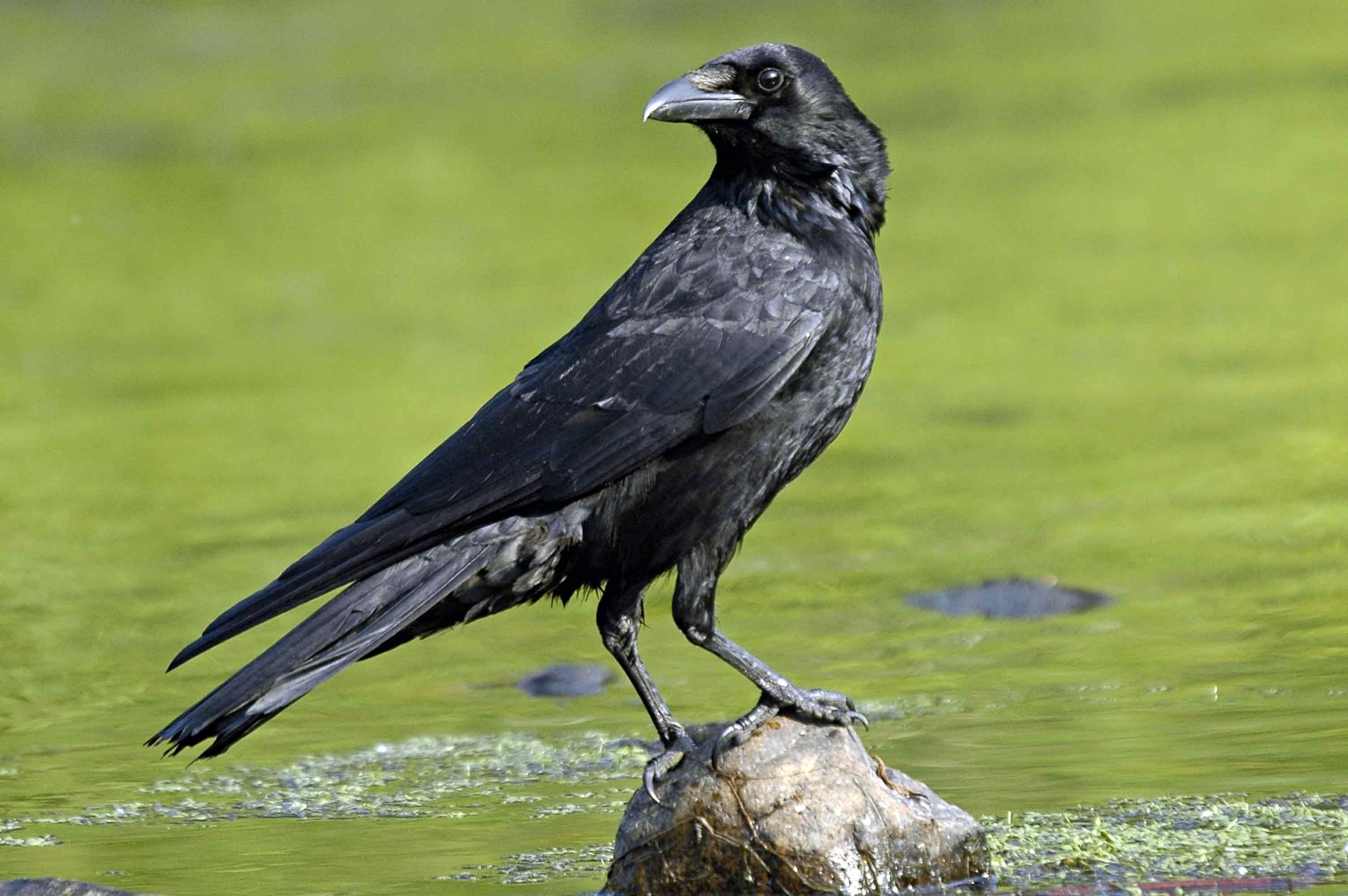 Black crow bird photo