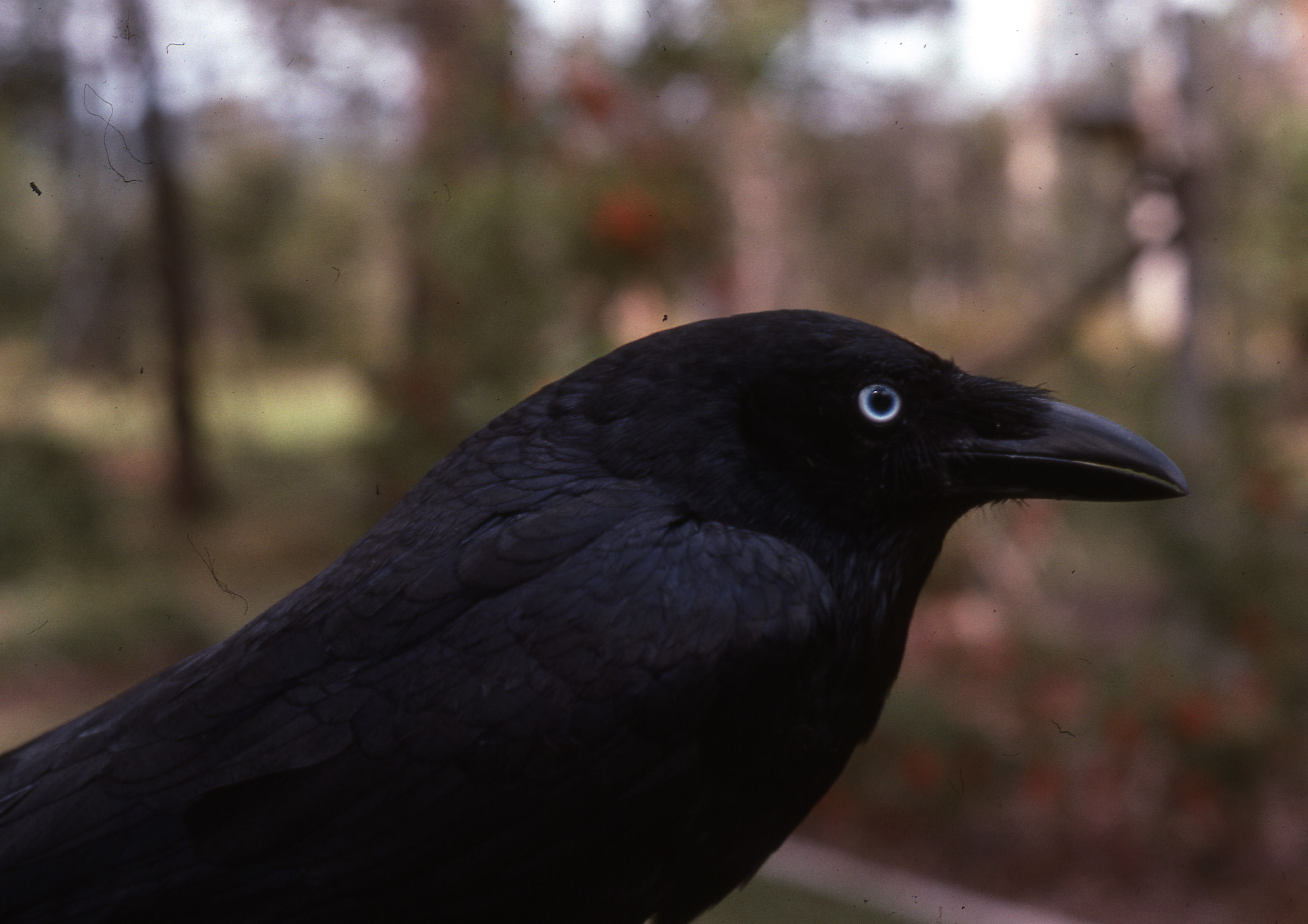 Torresian Crow | BIRDS in BACKYARDS