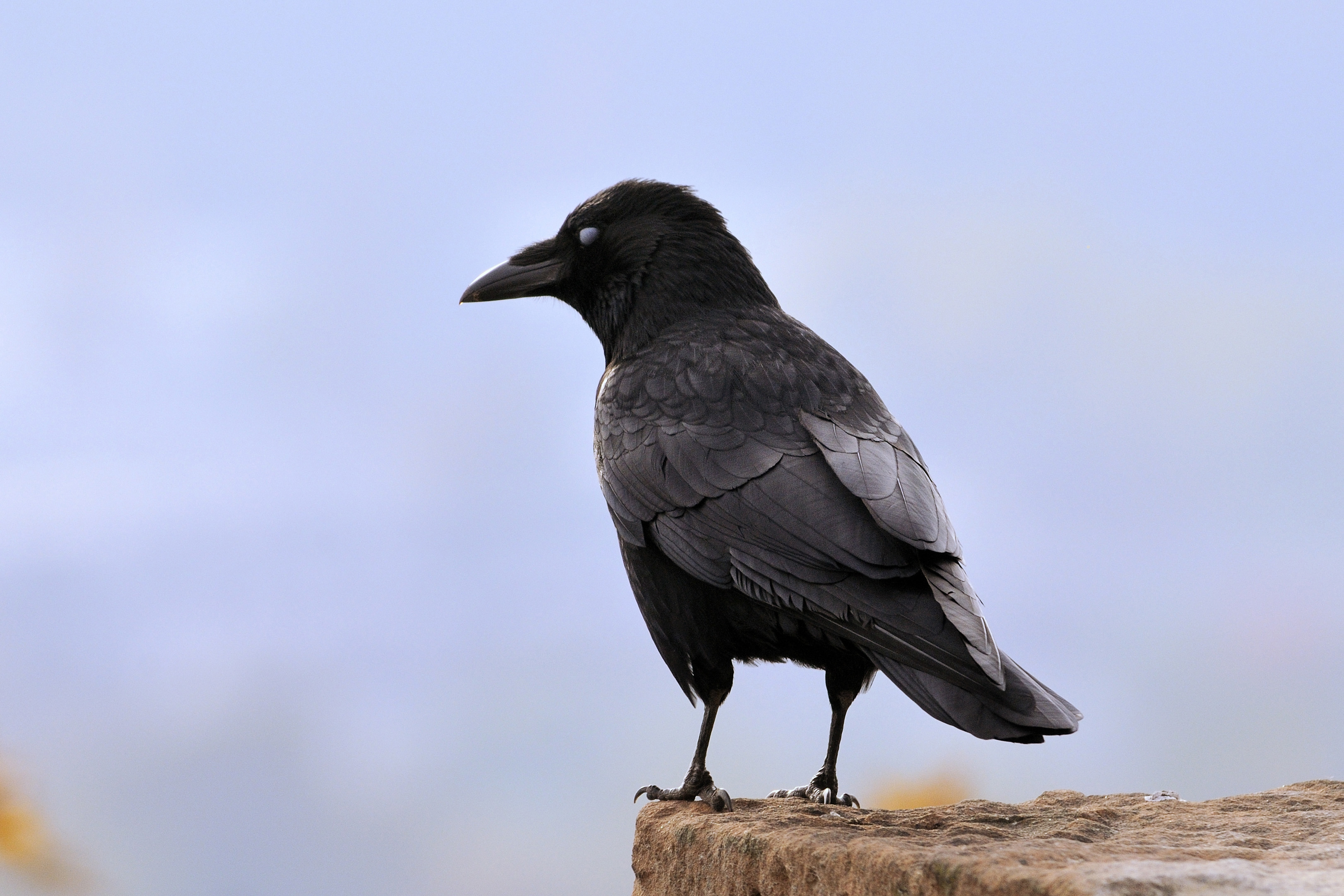 Crows | Corvids | Bird Family Overview - The RSPB