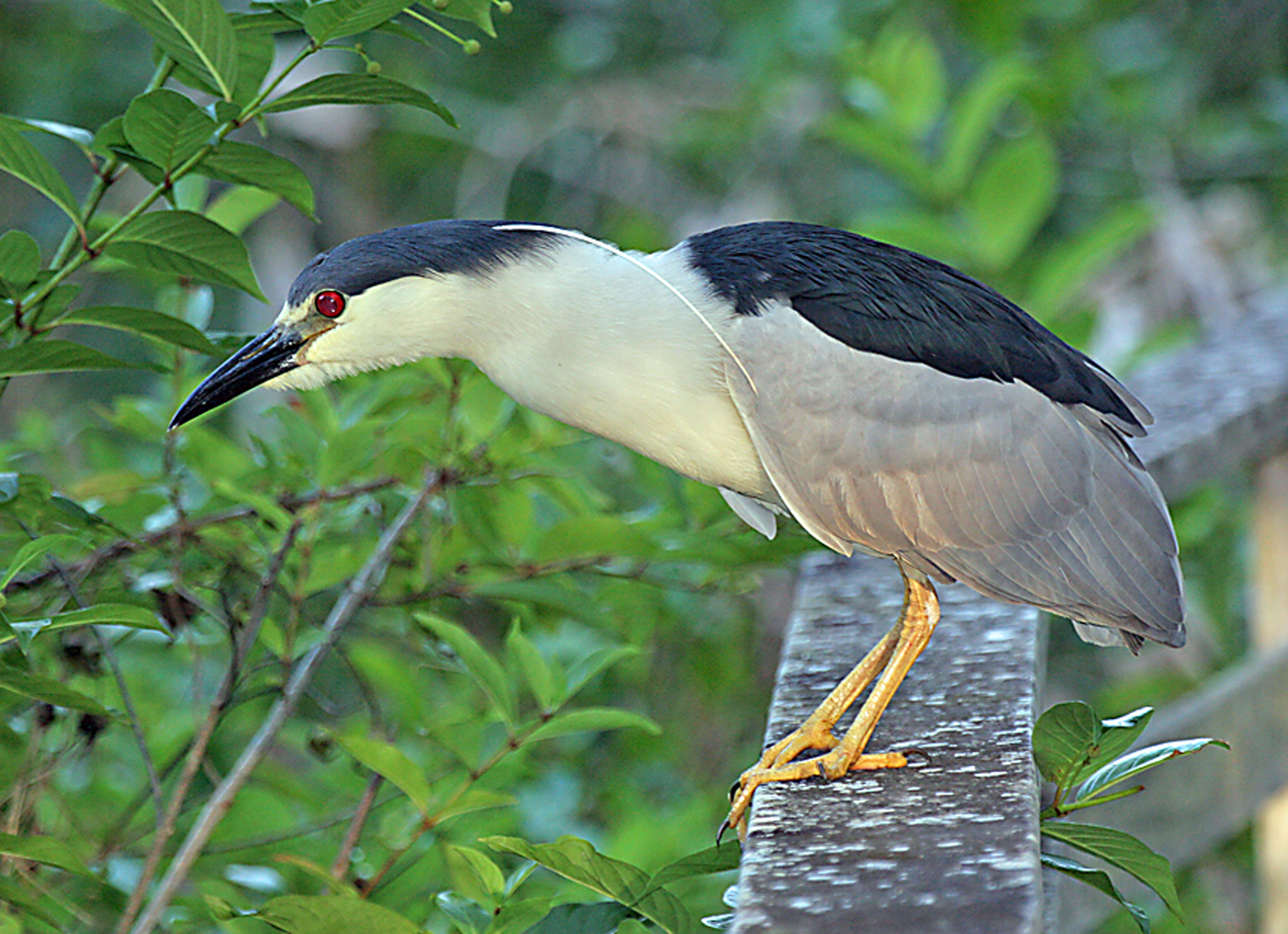 Black-Crowned Night Herons – Lost in Broad Daylight? | Tallahassee ...