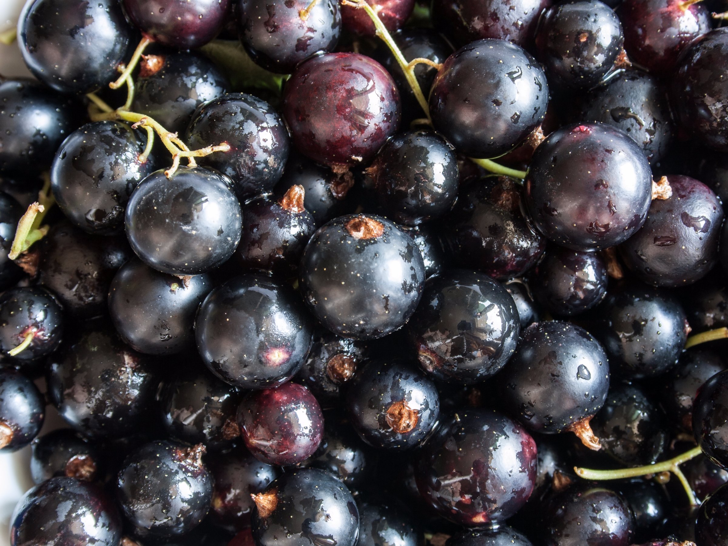 Why Americans don't know blackcurrant flavor but Europeans do ...