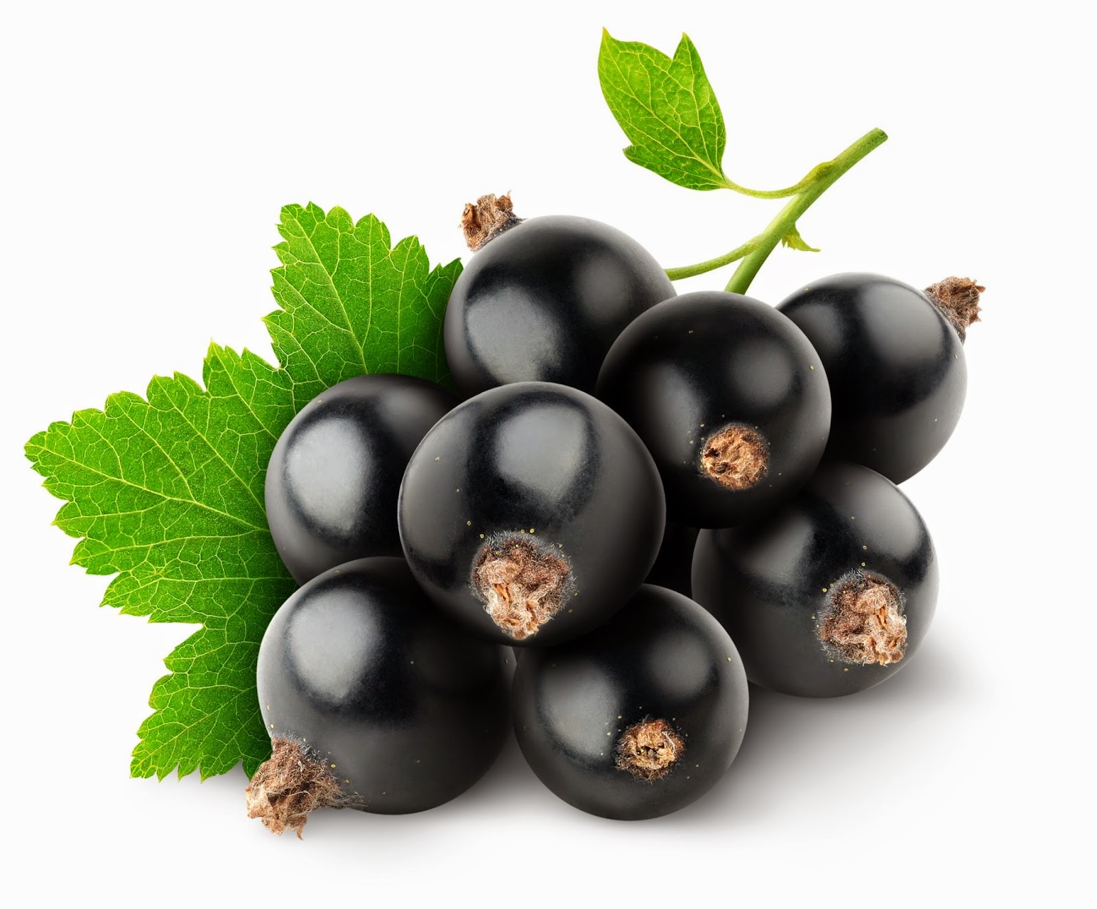 Benefits And Nutrition Of Black Currant For Health | Tips Curing Disease