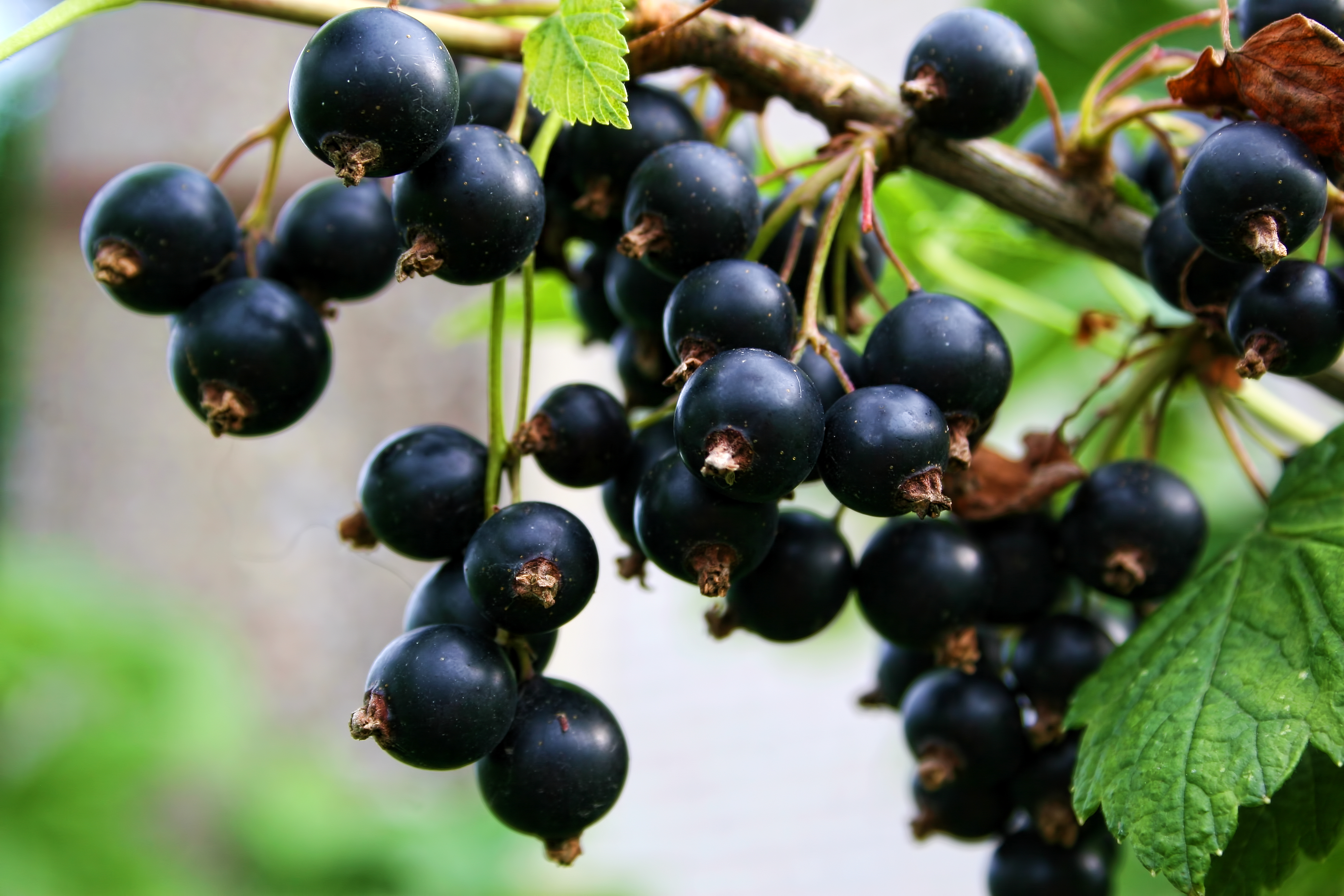 Image result for copyright free images of black currants