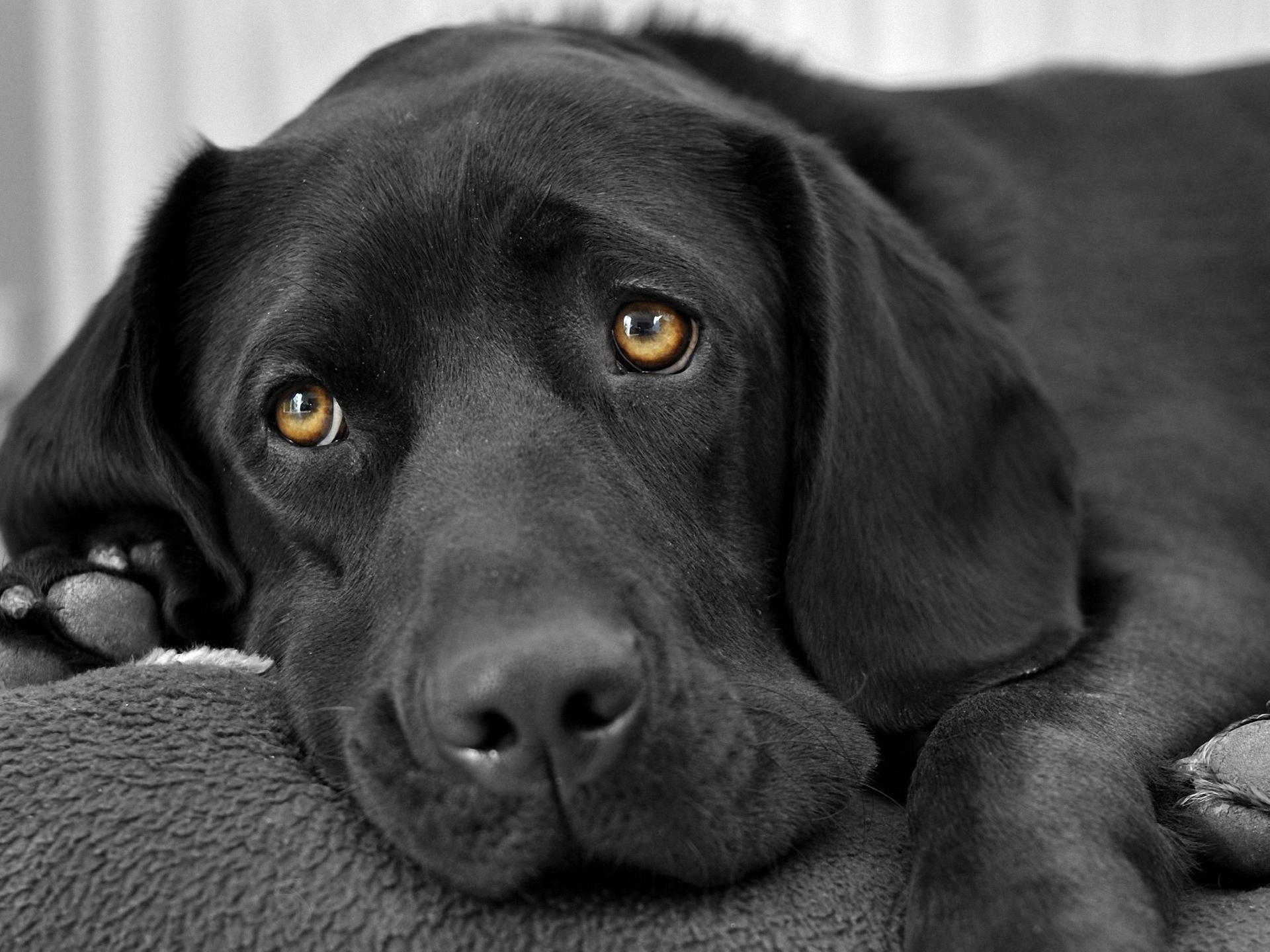 Black Dog Wallpaper High Quality Resolution » Earthly Wallpaper 1080p