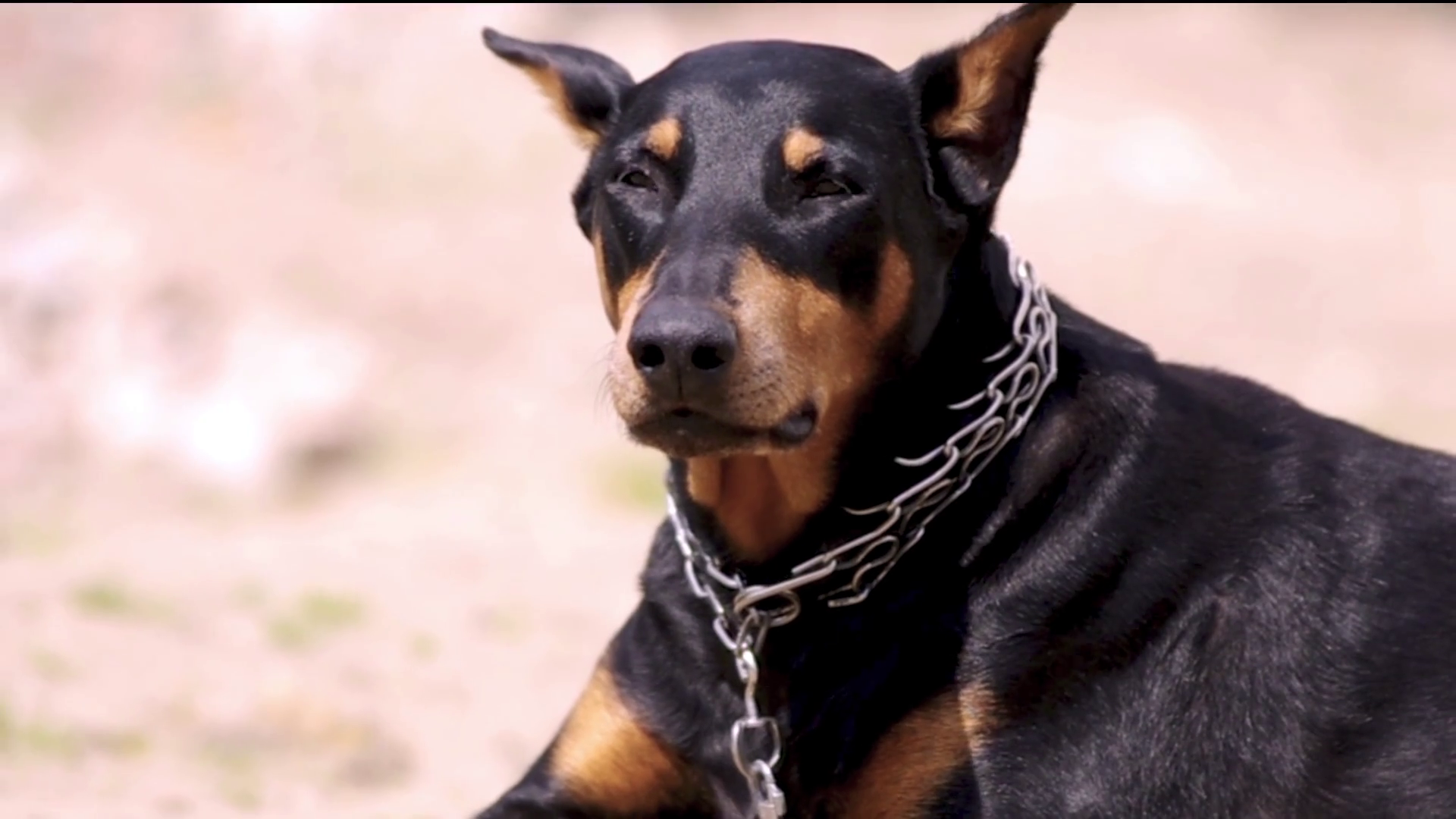 Dod, large black dog, doberman. Stock Video Footage - VideoBlocks