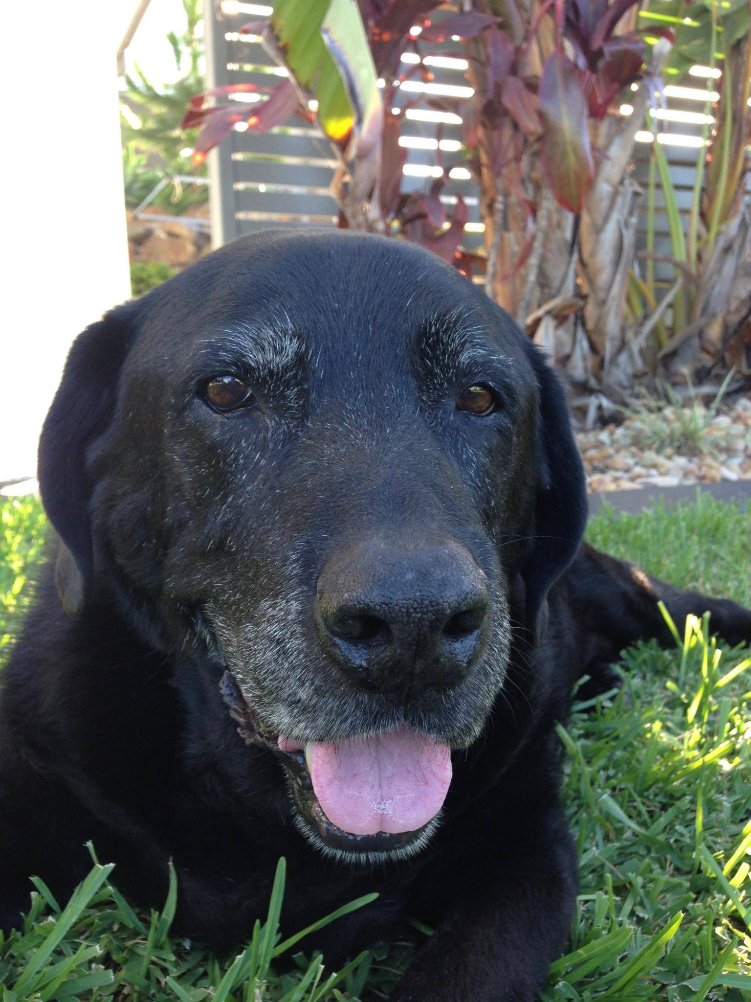 Black Dog | Pet Angel - Pet Cremation Gold Coast and Brisbane