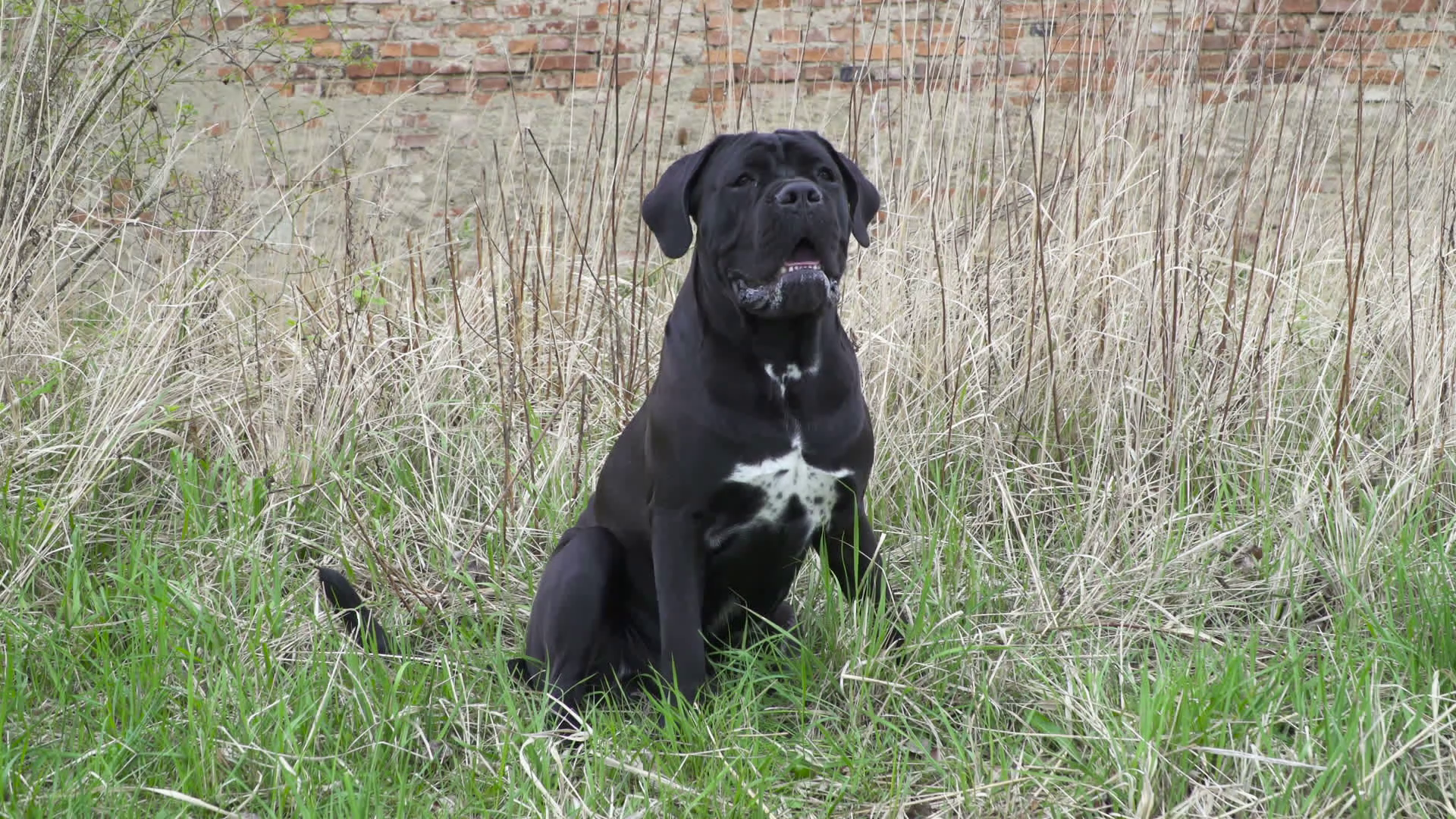 A Big Black Dog Cane Corso pure breed sitting in high grass near ...