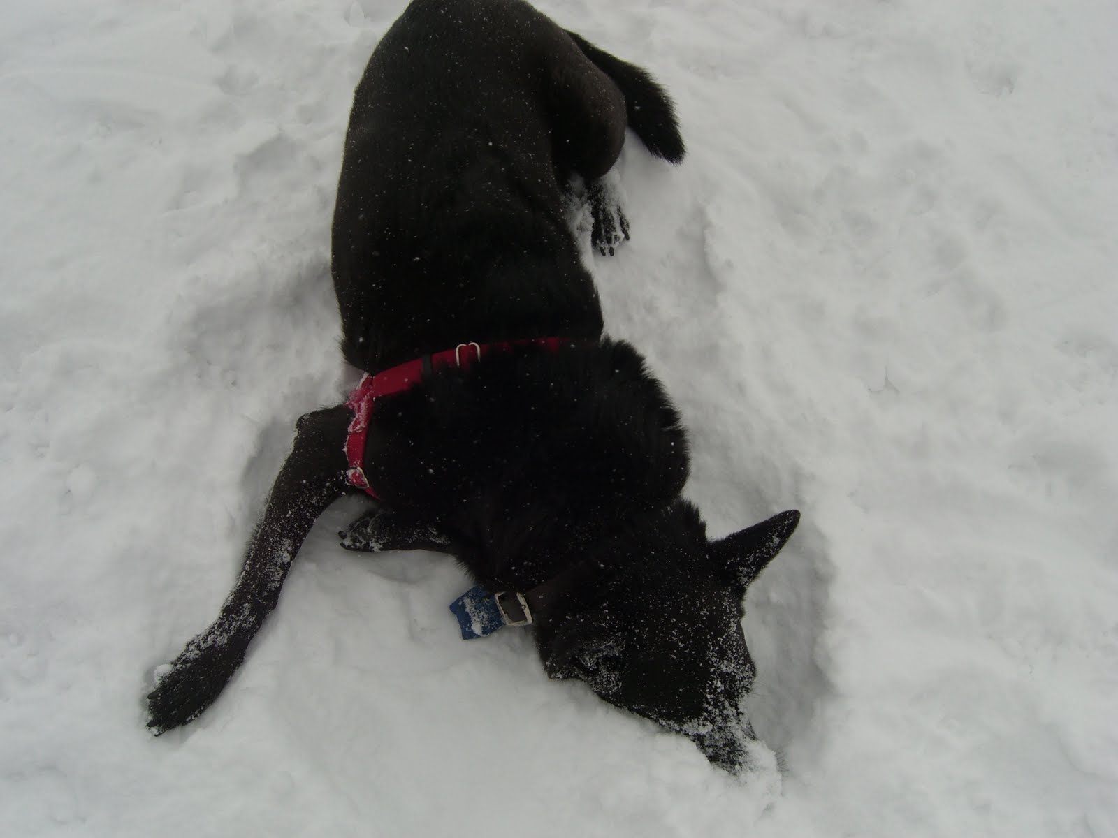 Kelly the Little Black Dog: Doggy snow angels
