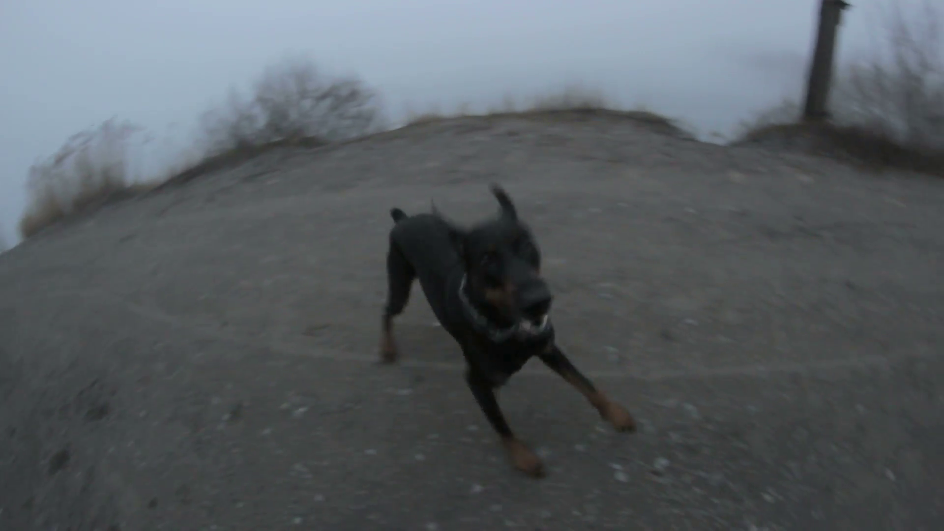 creepy black dog barking Doberman attacks Stock Video Footage ...