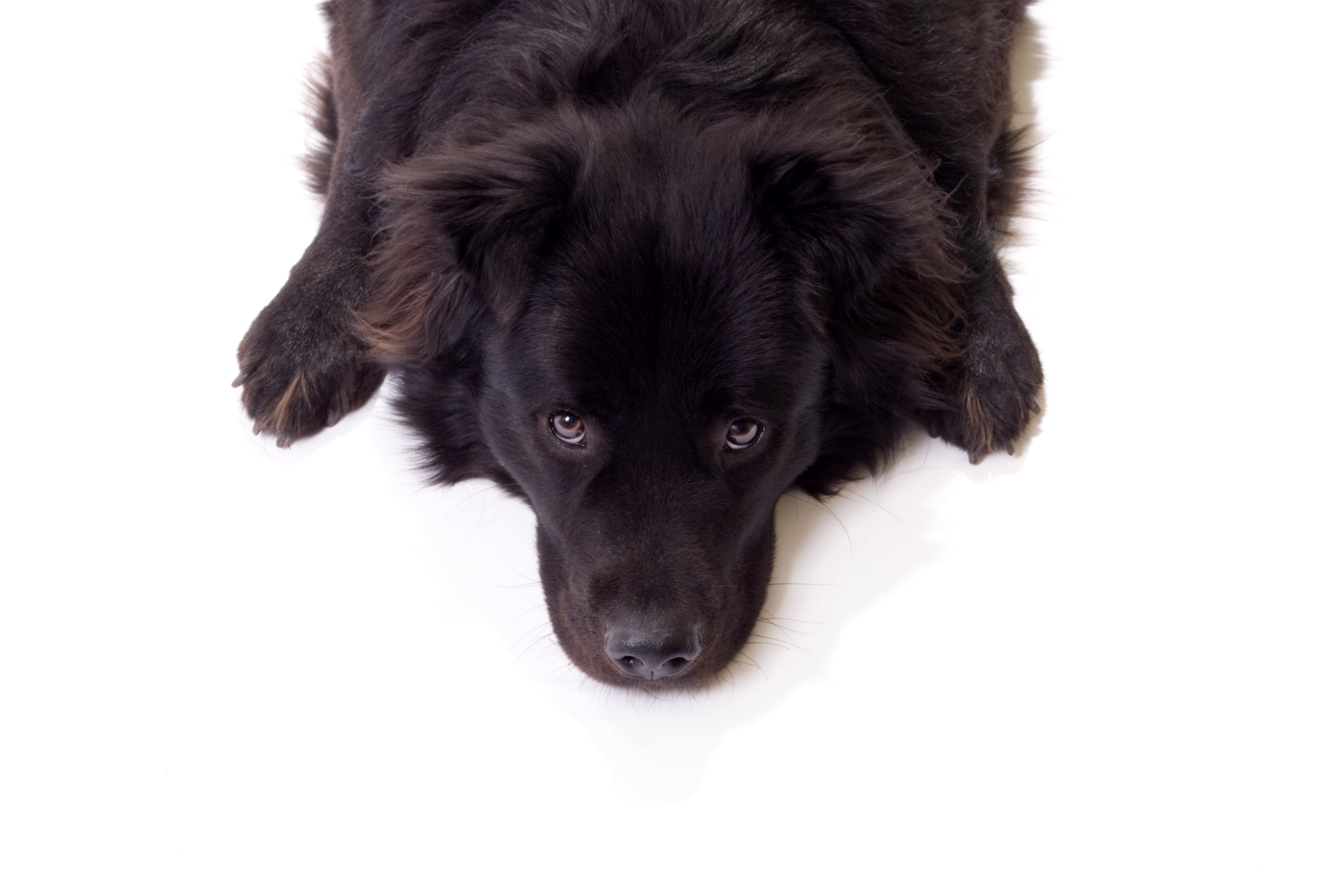 Black dog, Animal, Black, Dog, Friend, HQ Photo