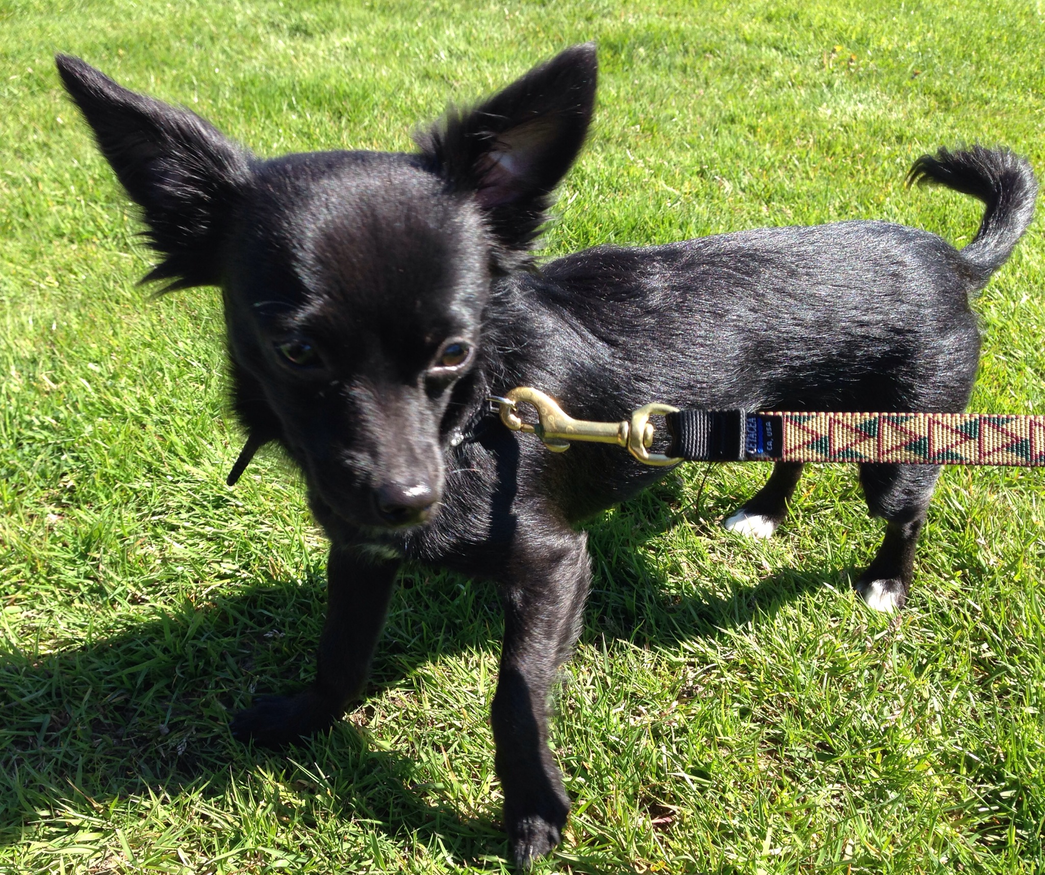 FOUND: Cute little black dog, found Thursday April 10 | The B-Town ...