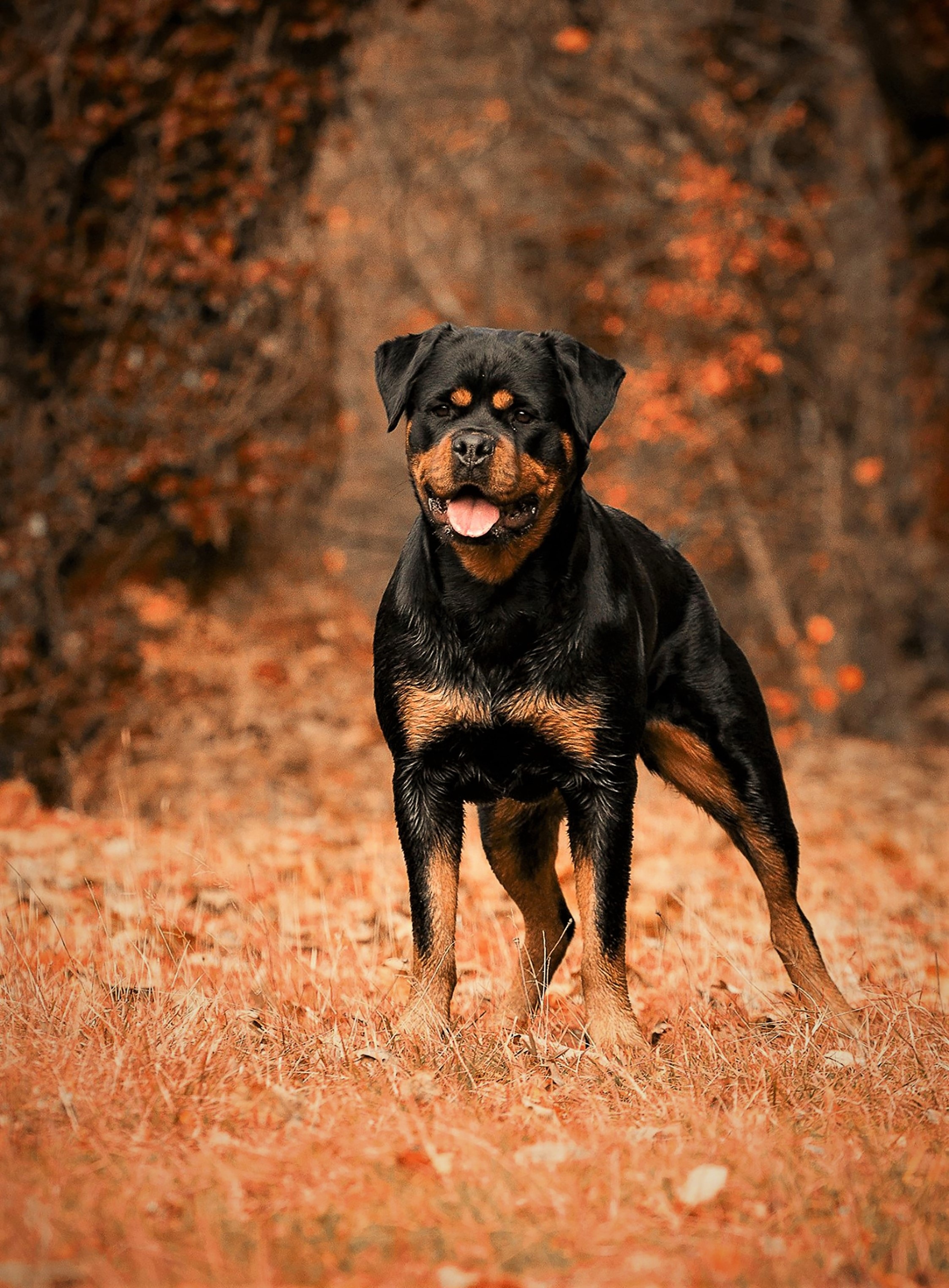 Black Dog, Animal, Black, Dog, Friend, HQ Photo