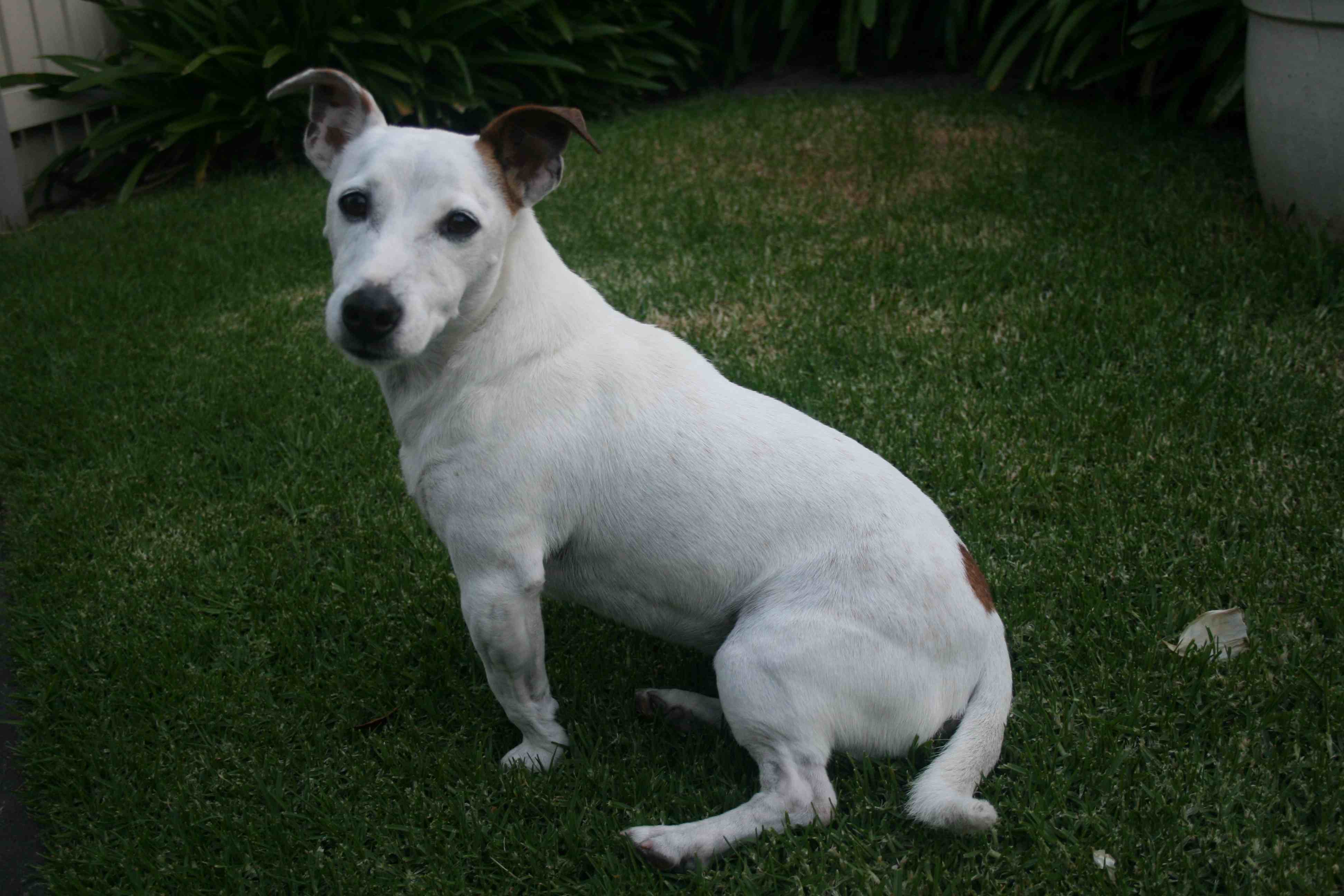 Белая собака с черными ушами