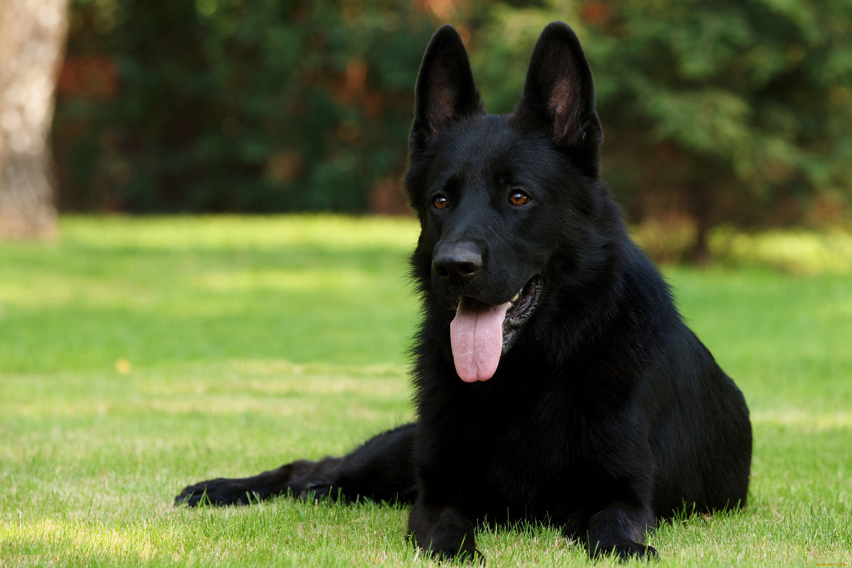 Black Dog Full HD Wallpaper and Background Image | 3600x2400 | ID:281467