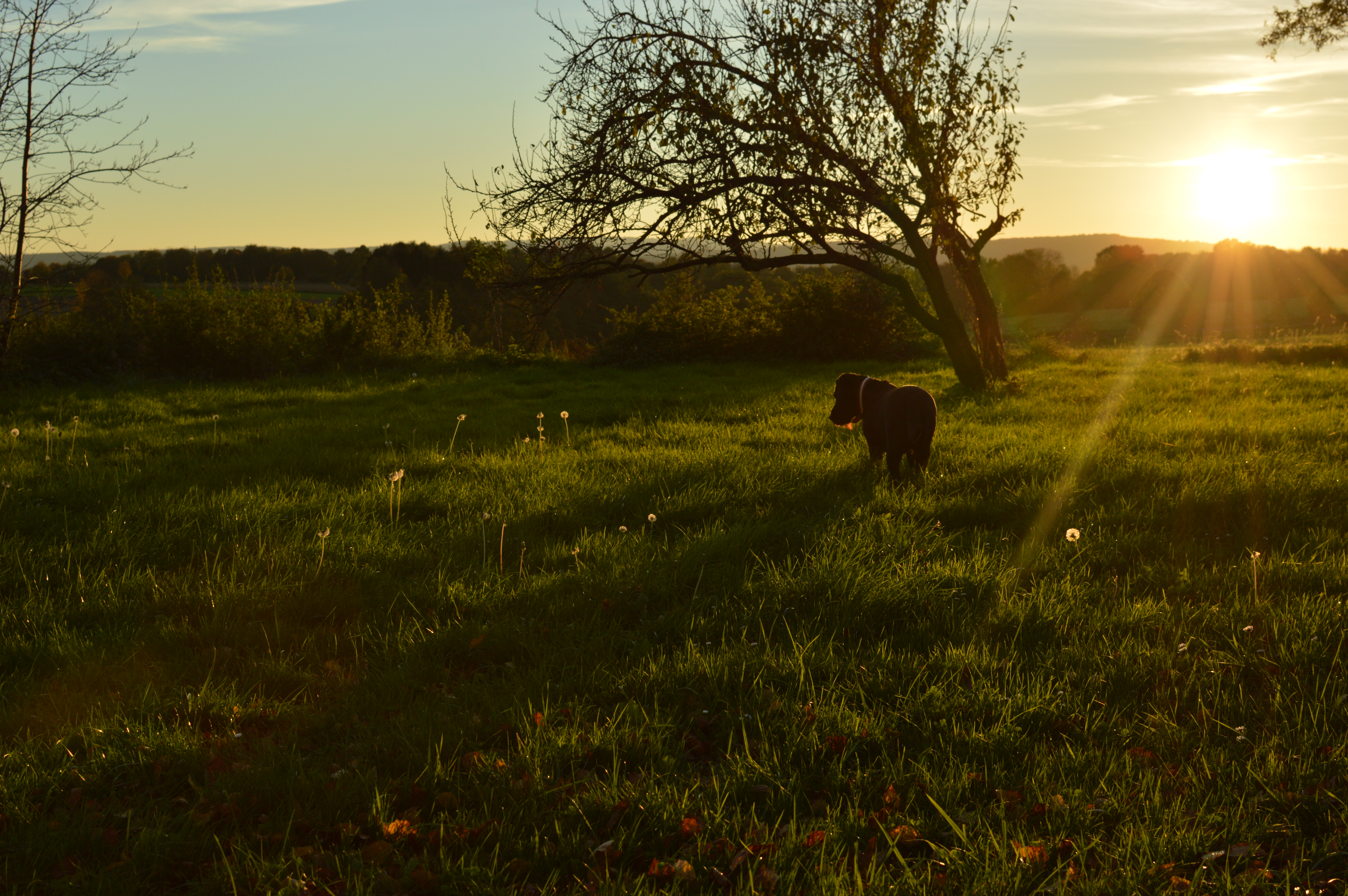 Black Dog in Green Grass at Sunset, Animal, Black dog, Dark, Dog, HQ Photo