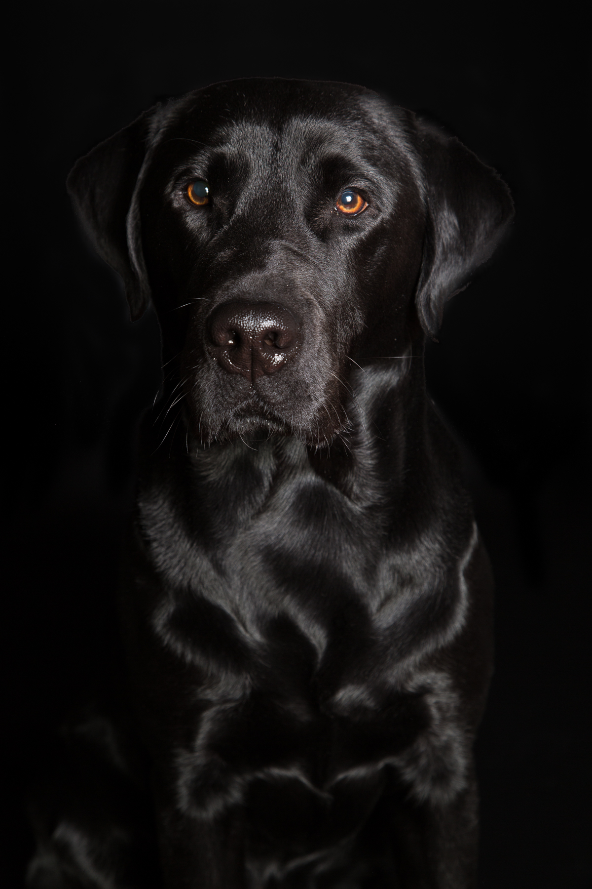 Dog Portrait Photography in High Wycombe, Buckinghamshire - Mark ...