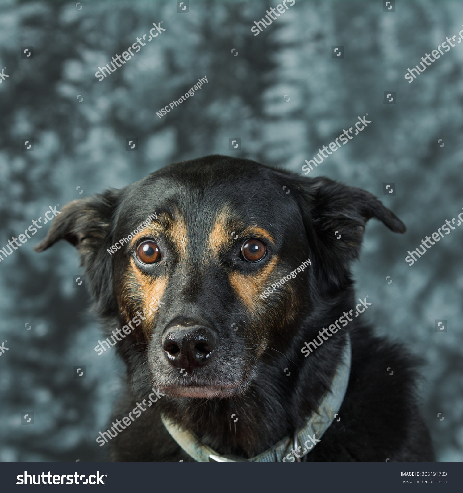 Black Dog Portrait Stock Photo 306191783 - Shutterstock