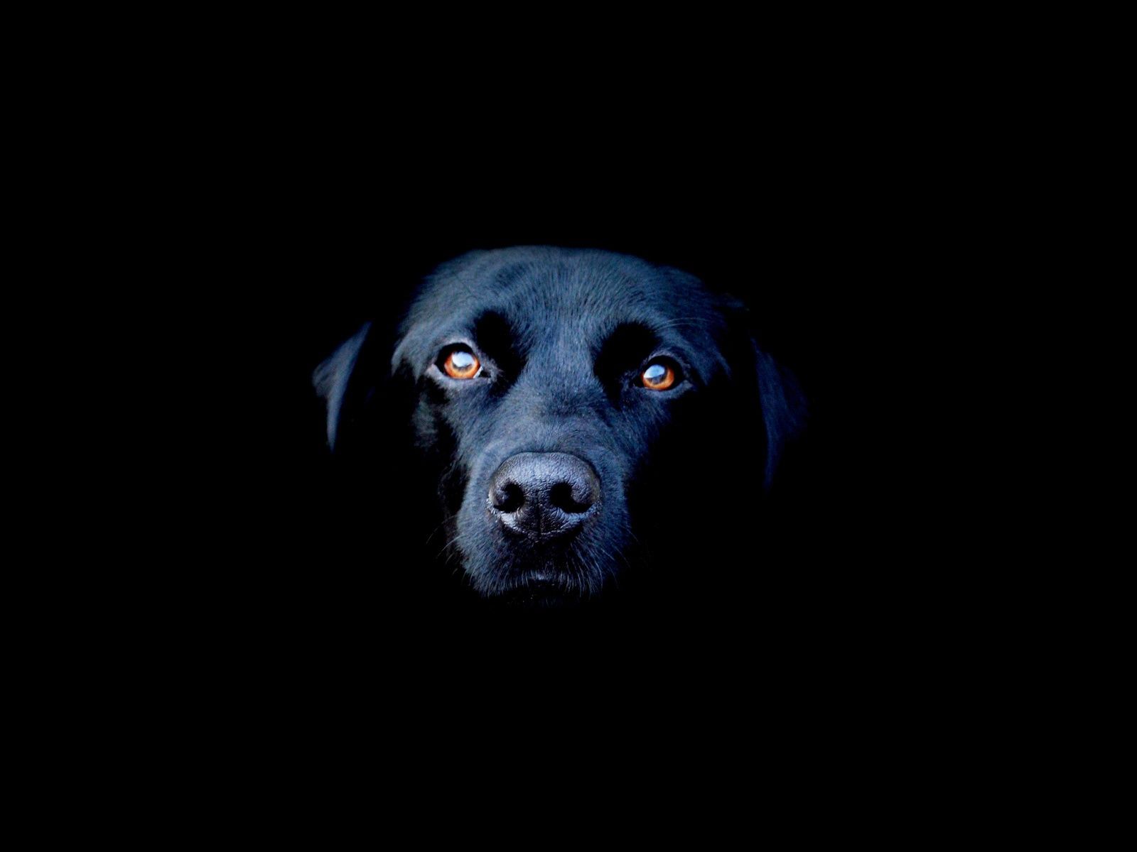 227 best Black Dogs Rule images on Pinterest | Black dogs, Dog rules ...